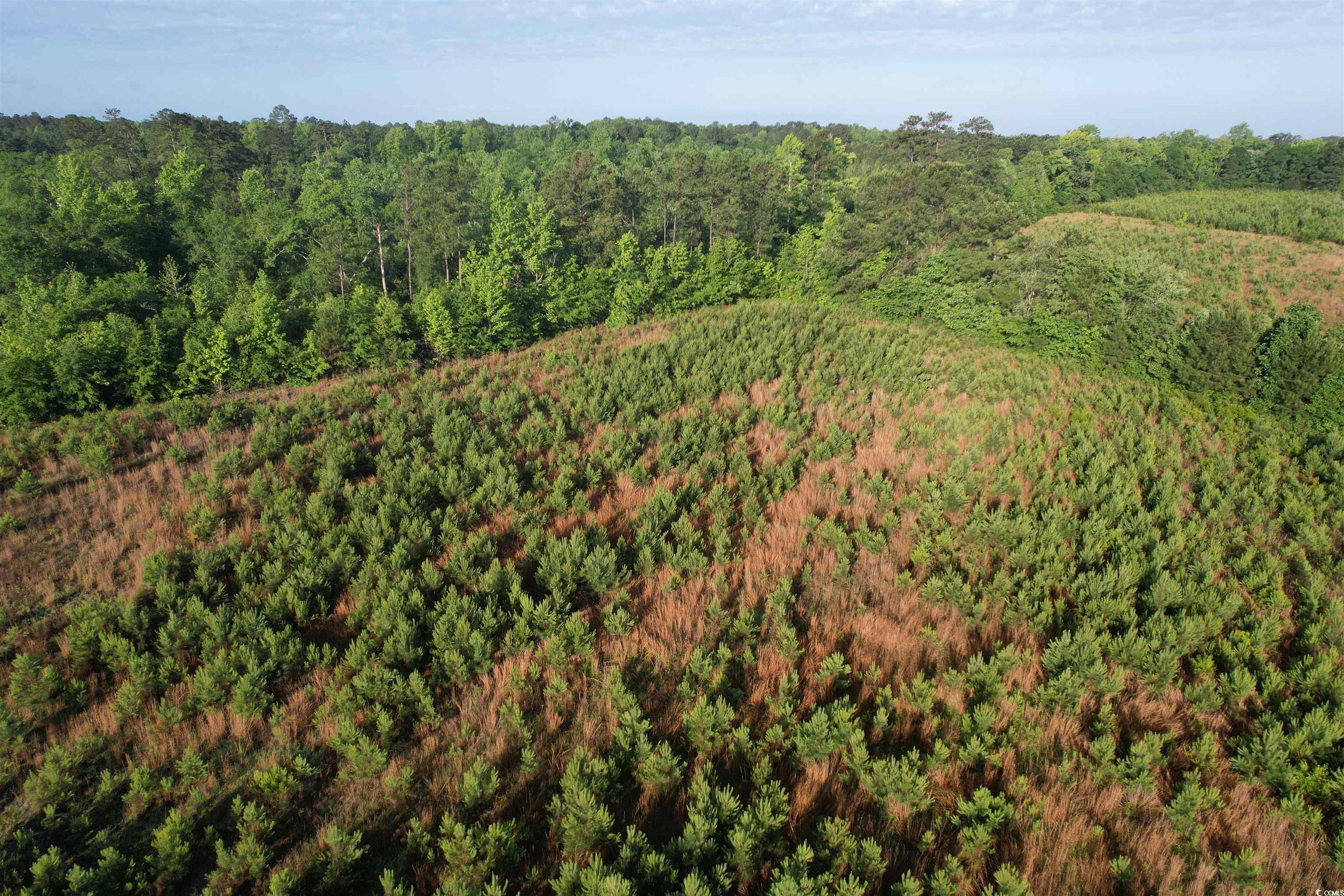 7 Acres-TBD Old Pee Dee Rd., Hemingway, South Carolina image 3