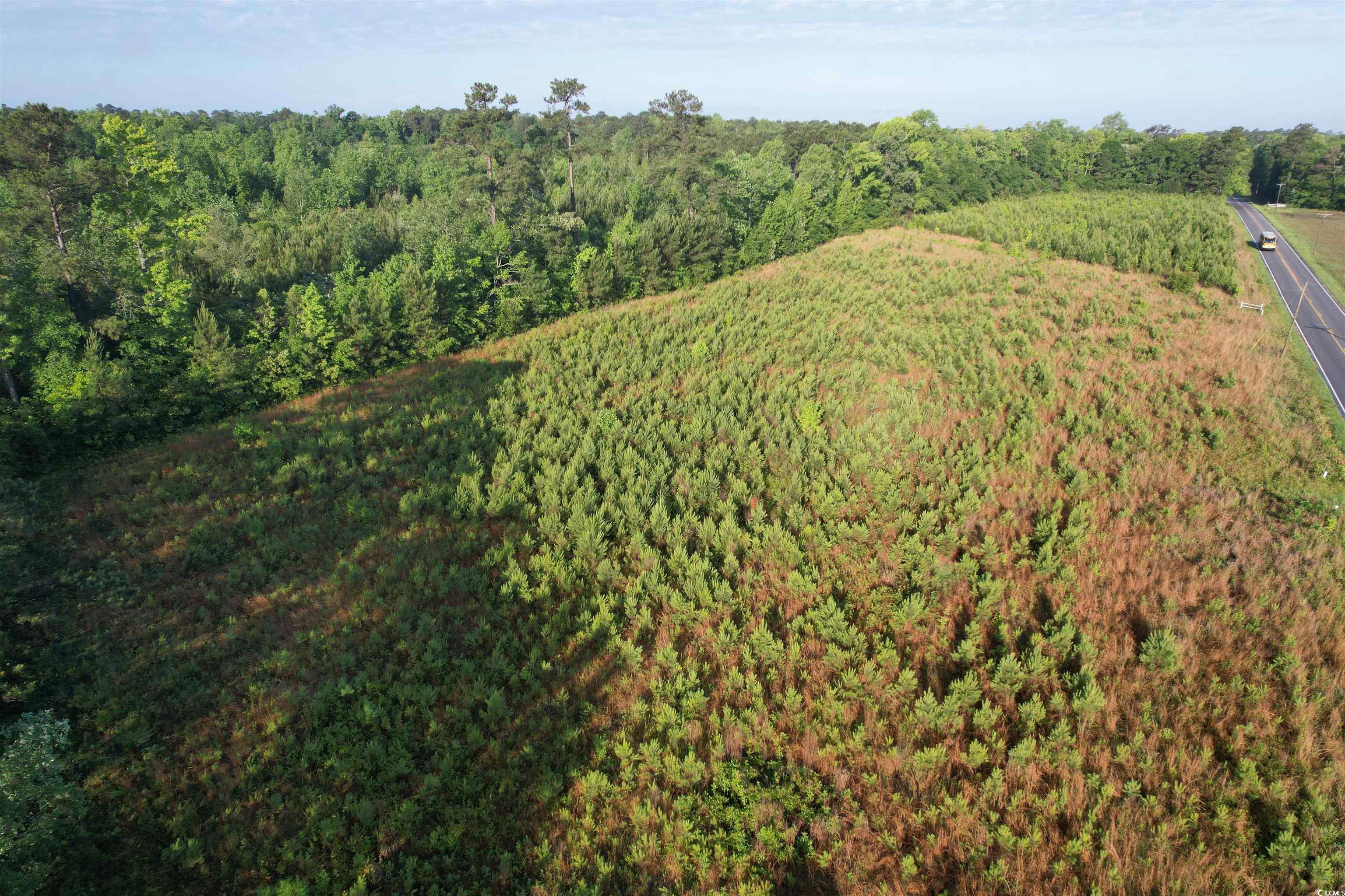 7 Acres Old Pee Dee Rd., Hemingway, South Carolina image 4