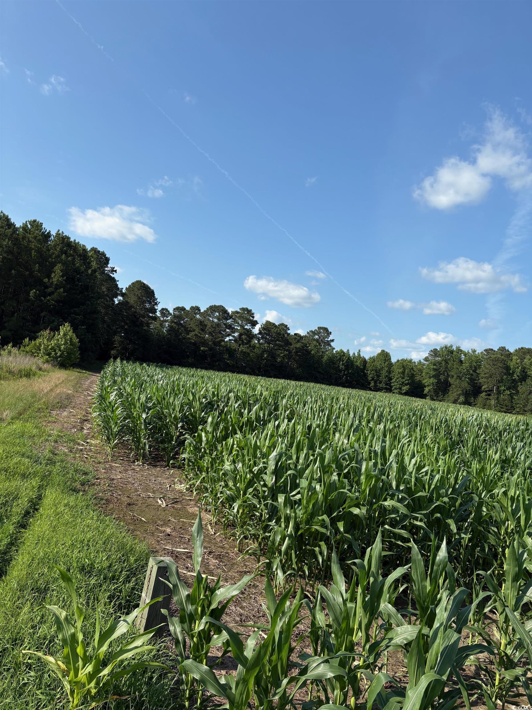 8745 Swamp Fox Hwy. E, Tabor City, North Carolina image 11