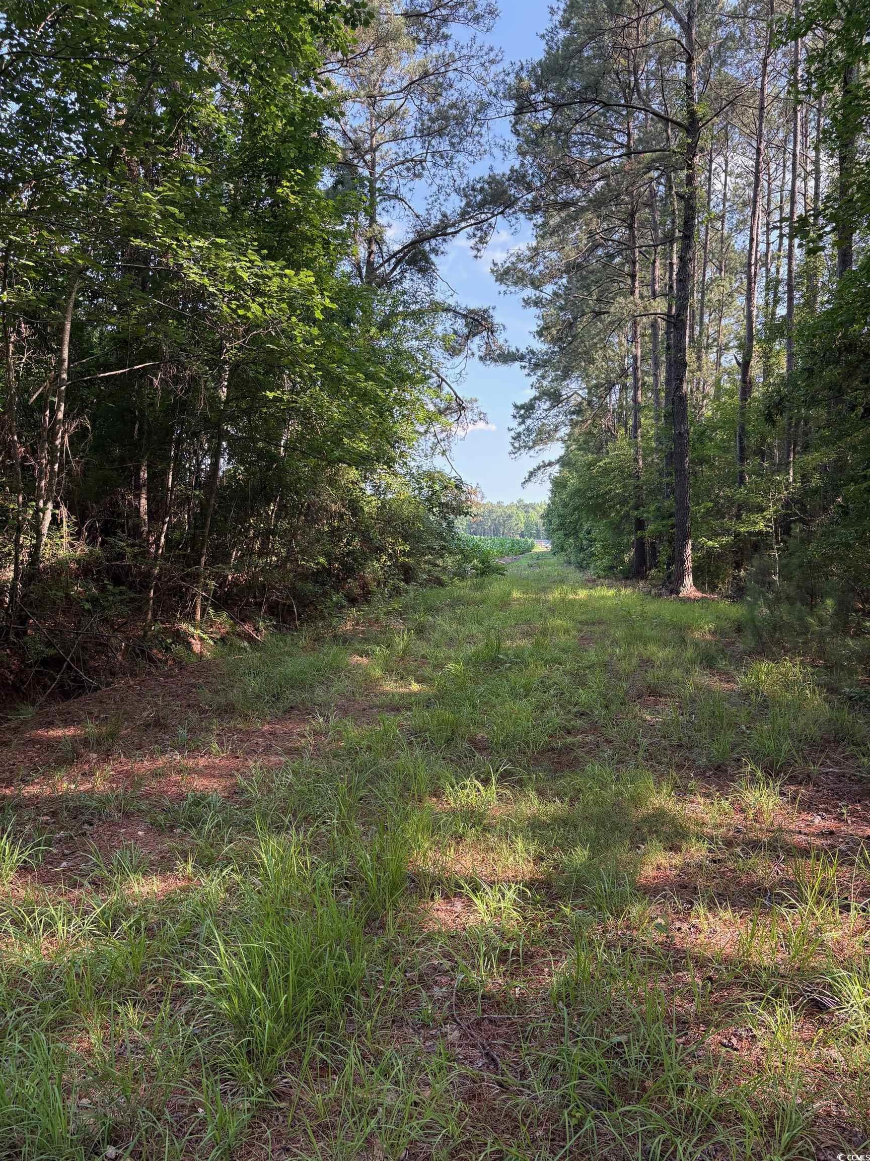 8745 Swamp Fox Hwy. E, Tabor City, North Carolina image 8