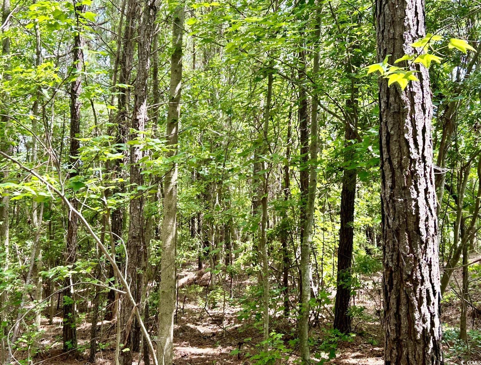 Fc Cox Rd., Hemingway, South Carolina image 12