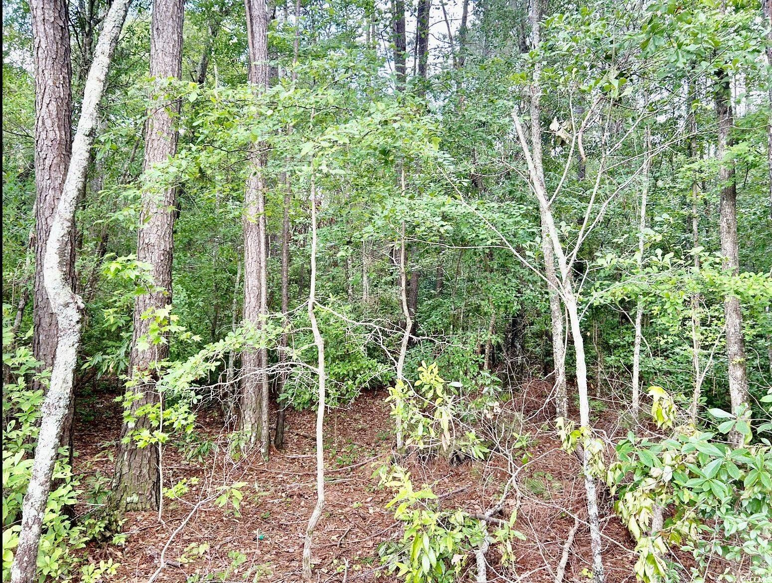 Fc Cox Rd., Hemingway, South Carolina image 5