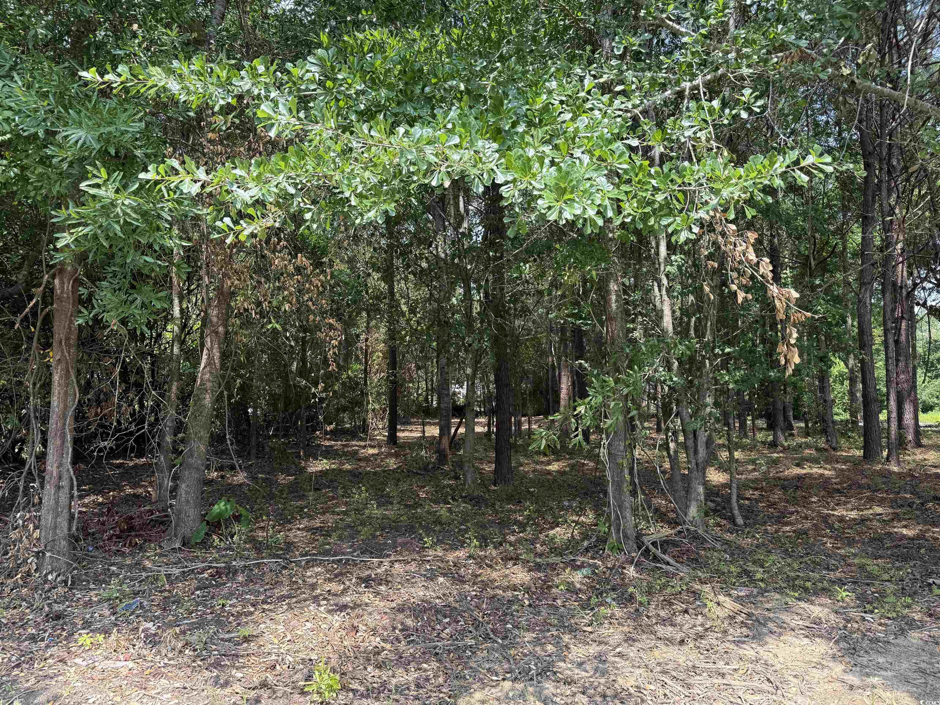 2 Lots - TBD S Rosemary Ave., Andrews, South Carolina image 2