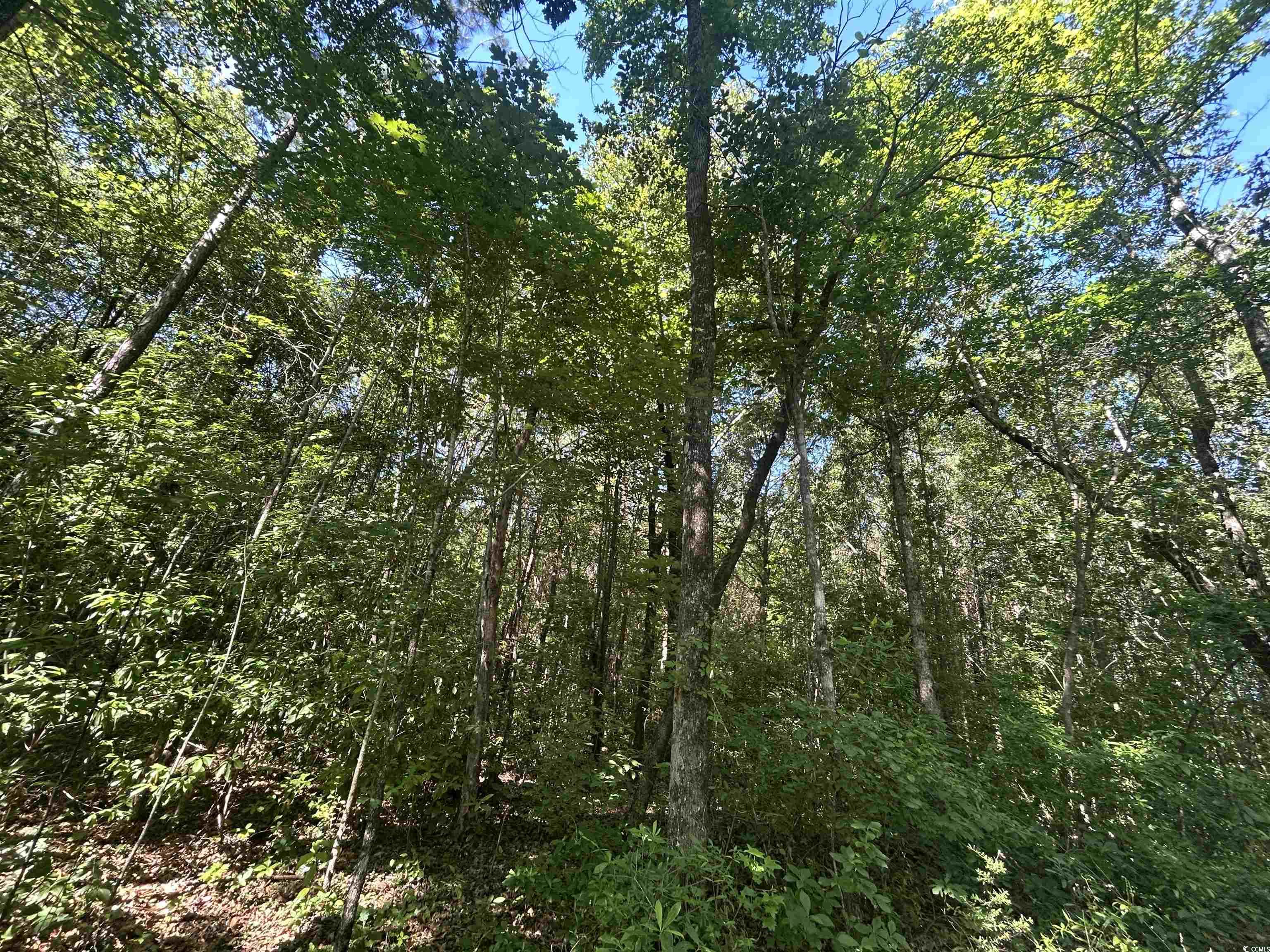 TBD Kentyre Rd., Hamer, South Carolina image 11