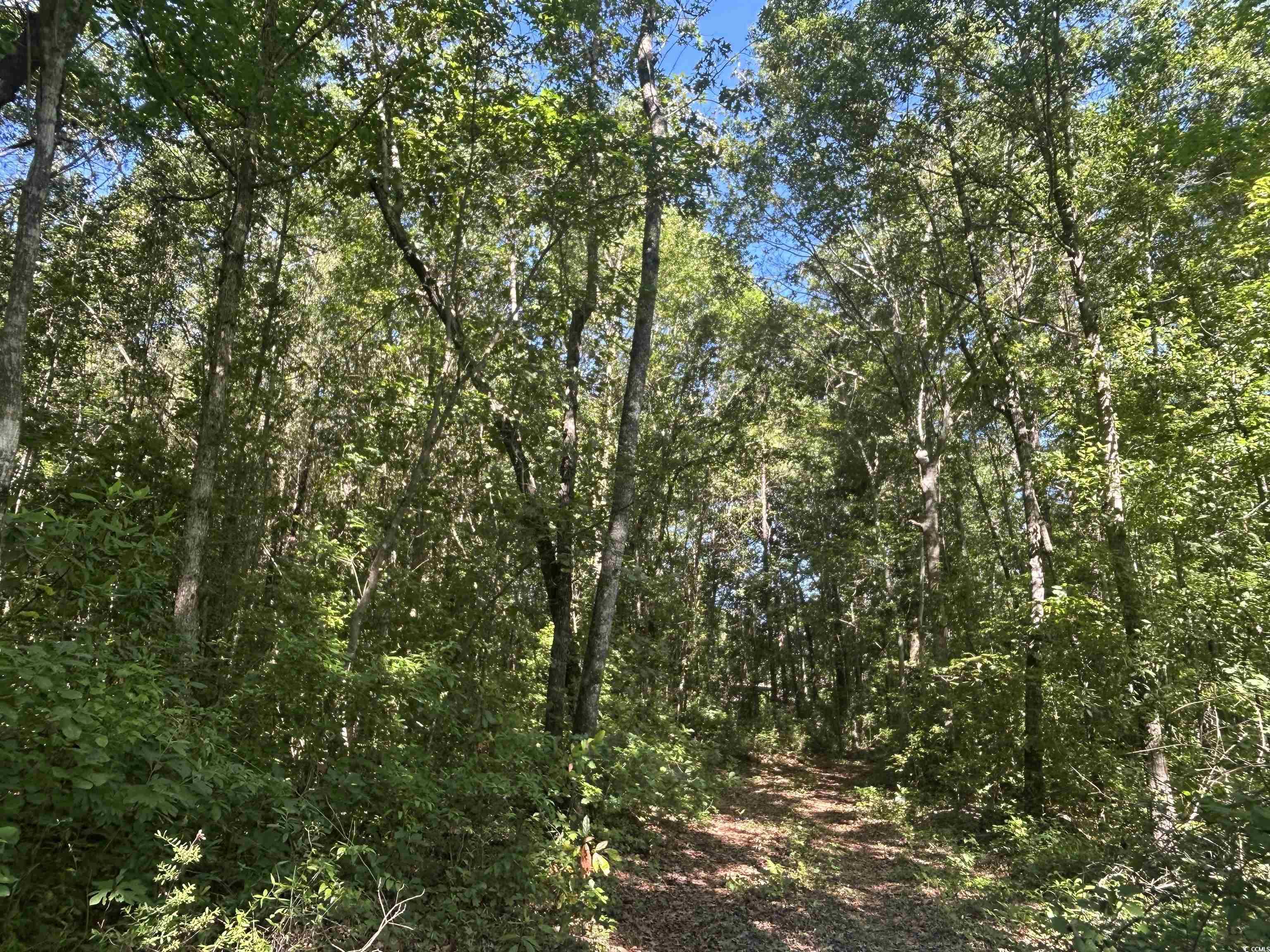 TBD Kentyre Rd., Hamer, South Carolina image 12