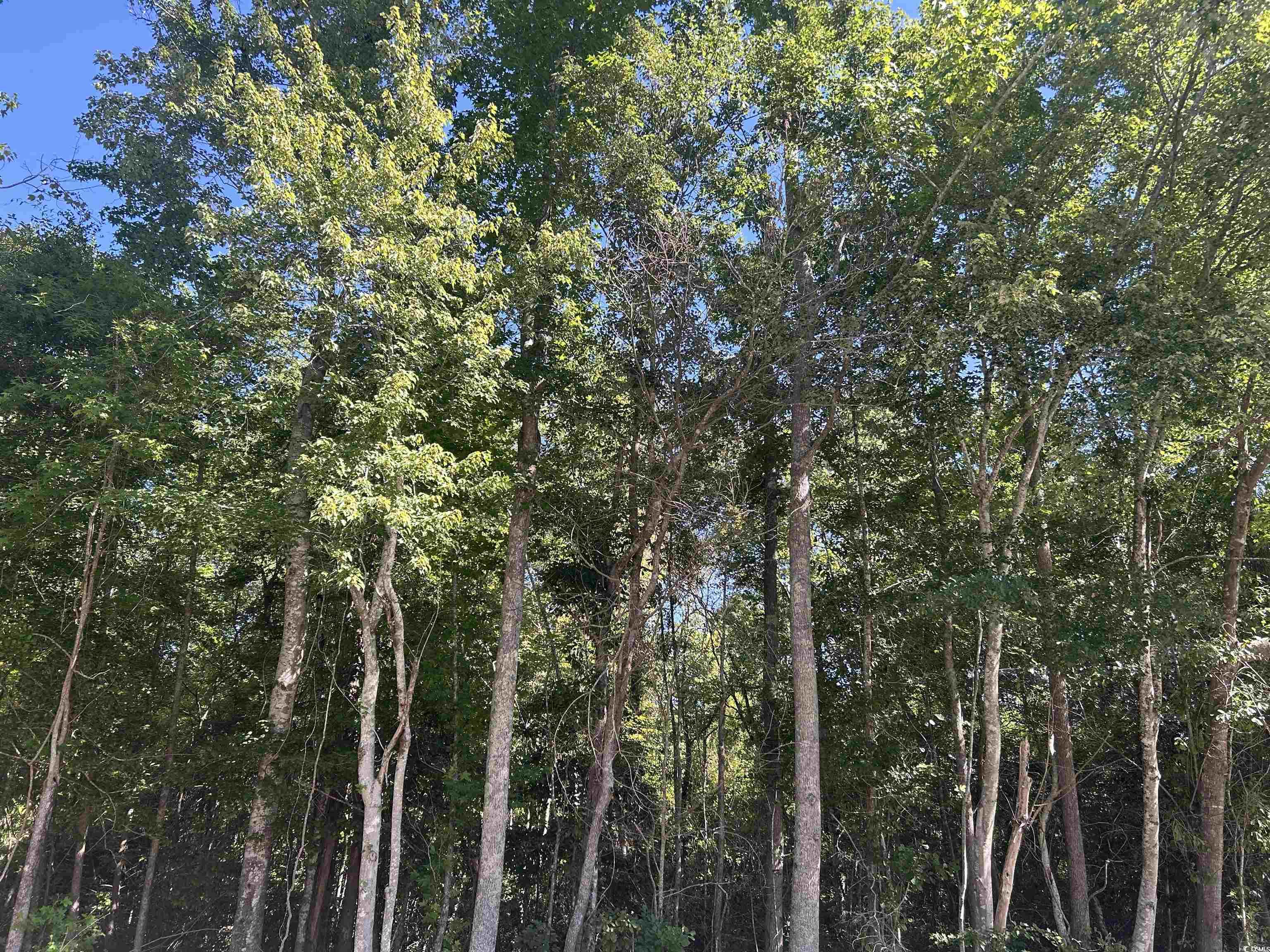 TBD Kentyre Rd., Hamer, South Carolina image 14