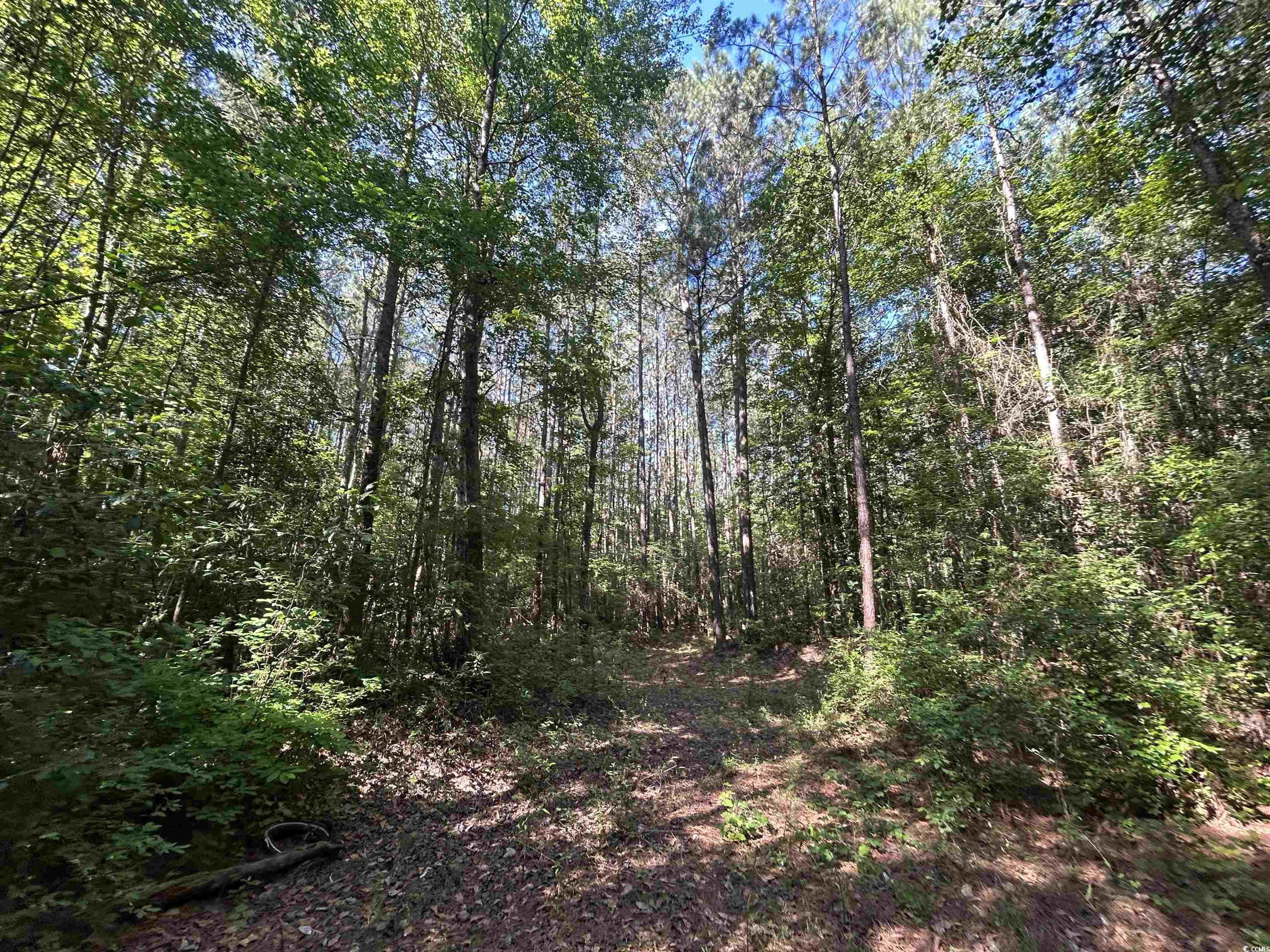 TBD Kentyre Rd., Hamer, South Carolina image 6