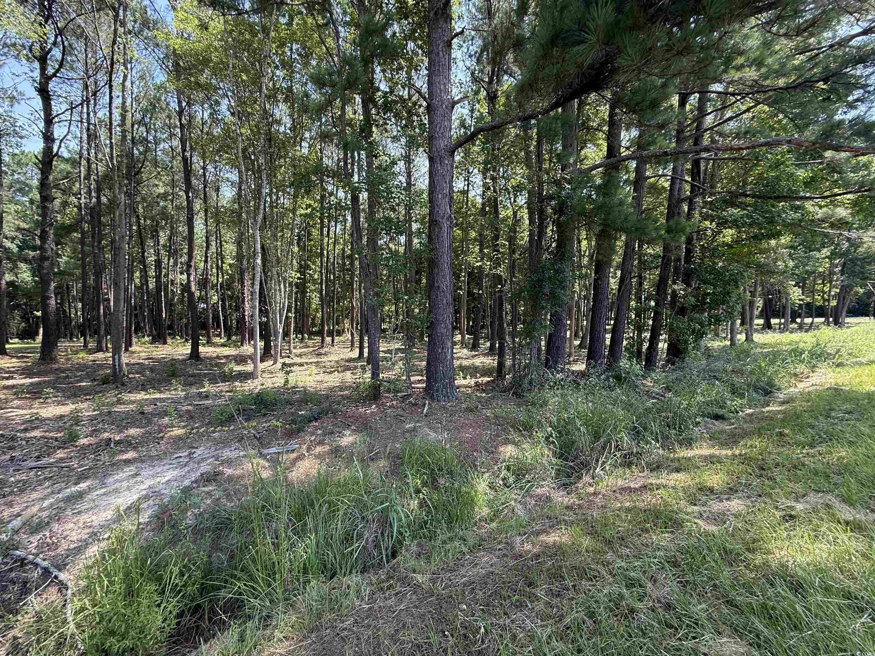 Lot 3 Highway 668, Conway, South Carolina image 1