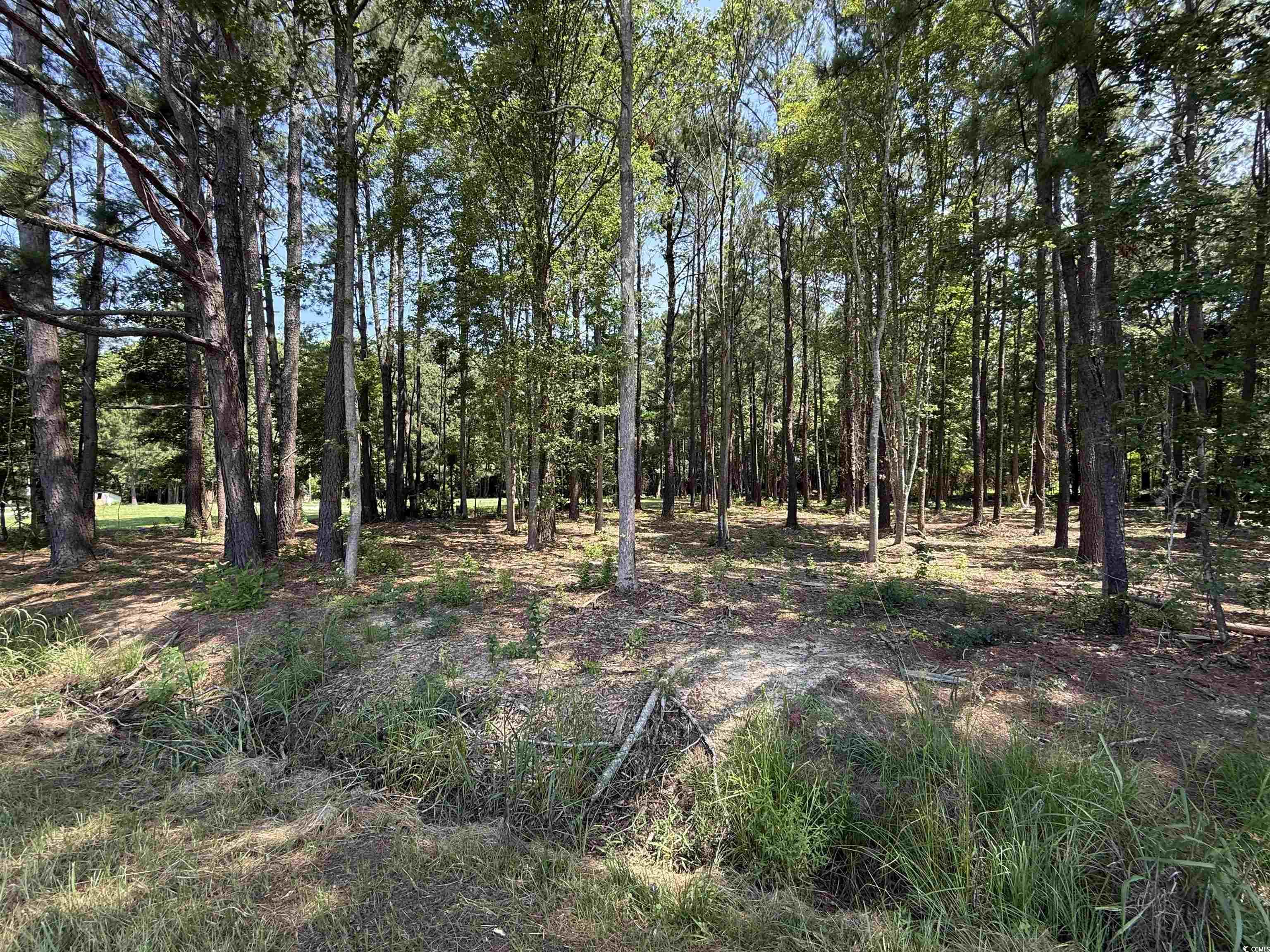 Lot 3 Highway 668, Conway, South Carolina image 2