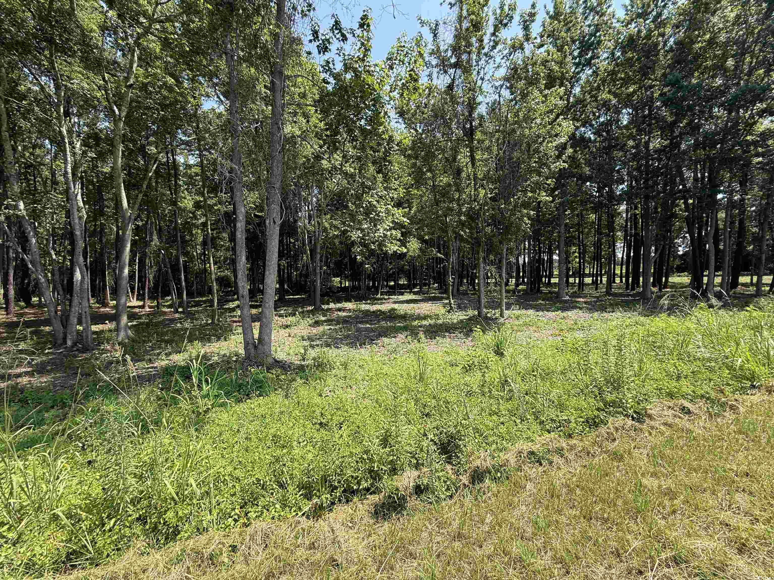 Lot 4 Highway 668, Conway, South Carolina image 1