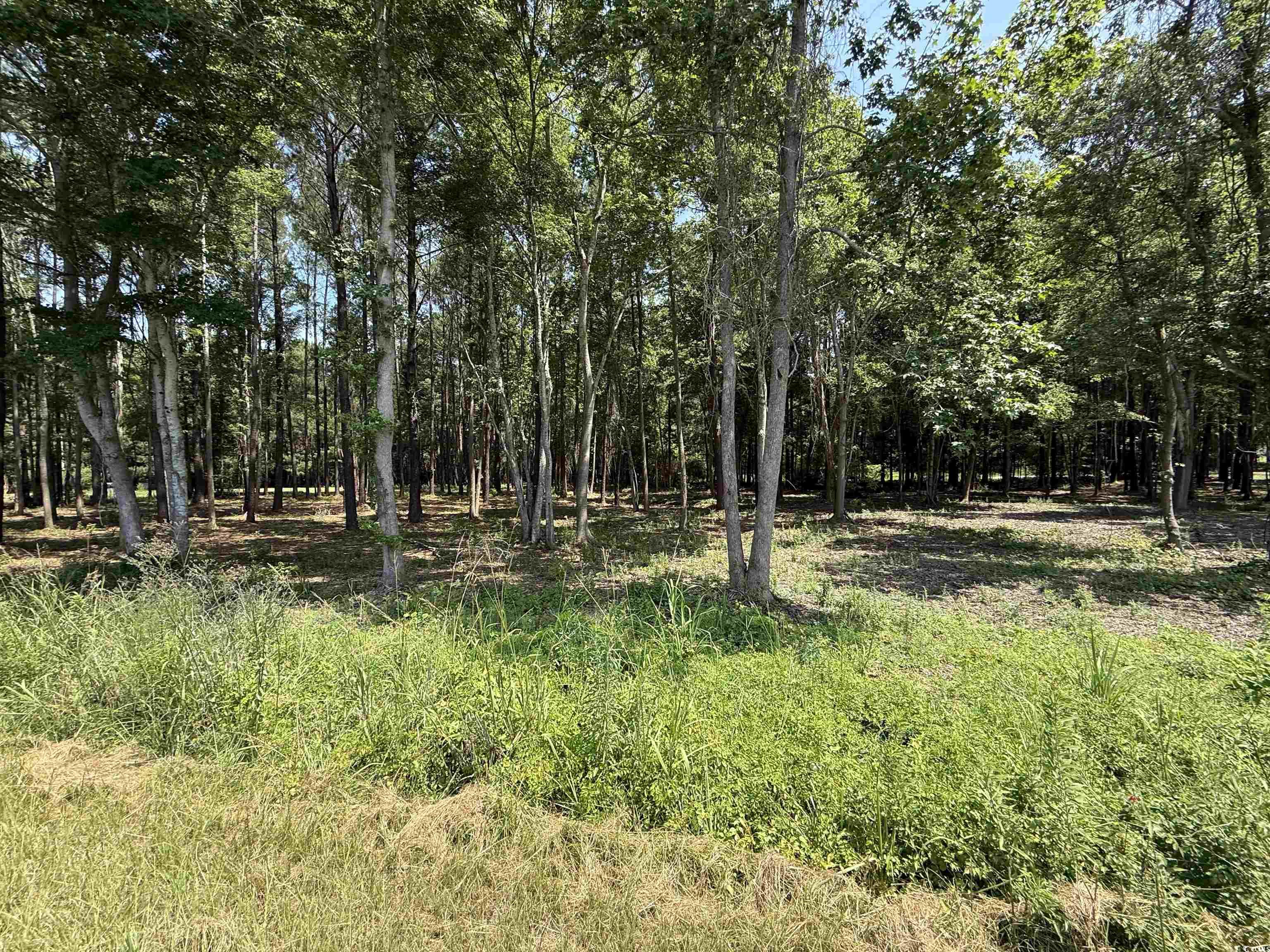 Lot 4 Highway 668, Conway, South Carolina image 2