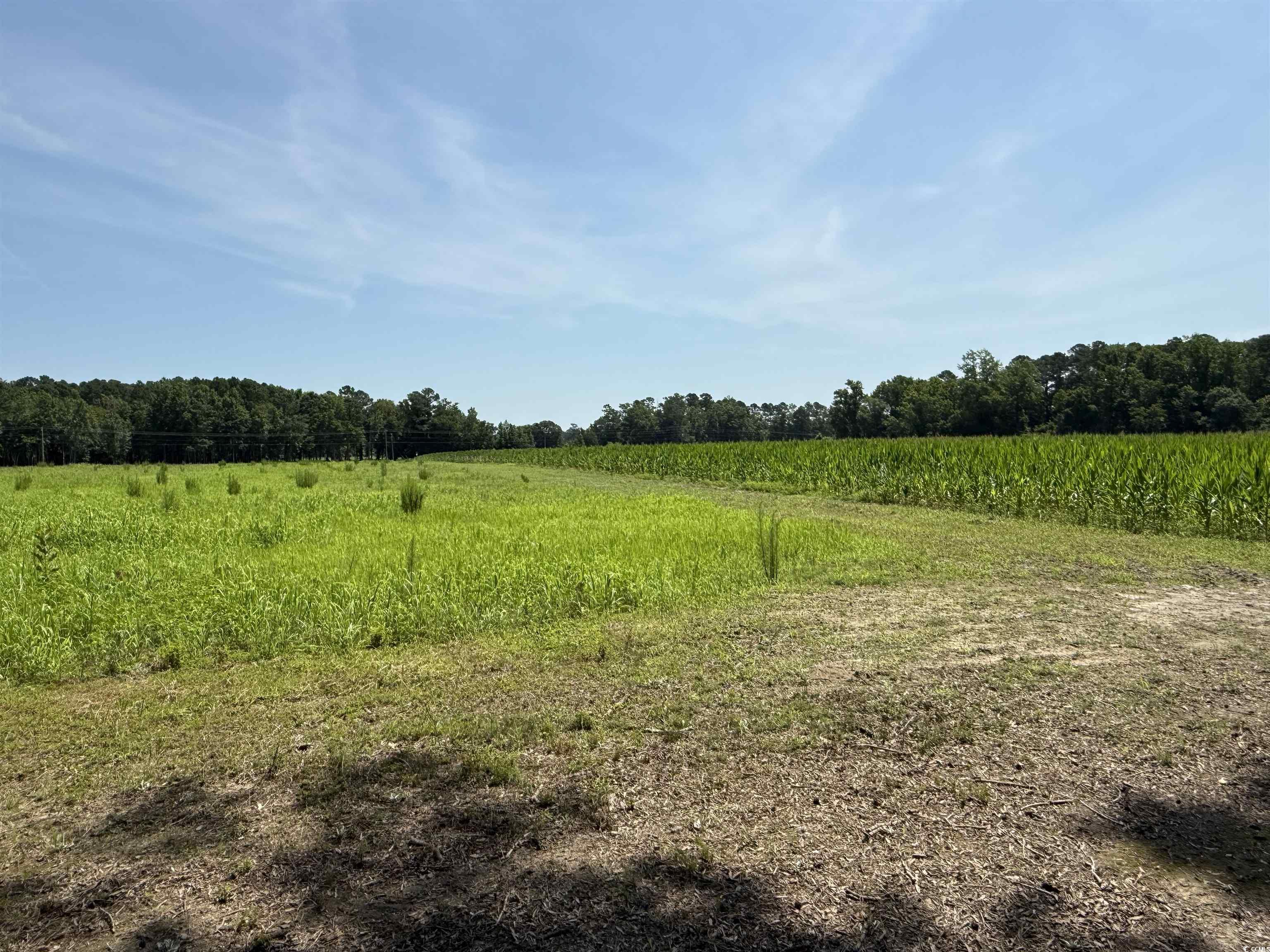 Lot 5 Highway 668, Conway, South Carolina image 5