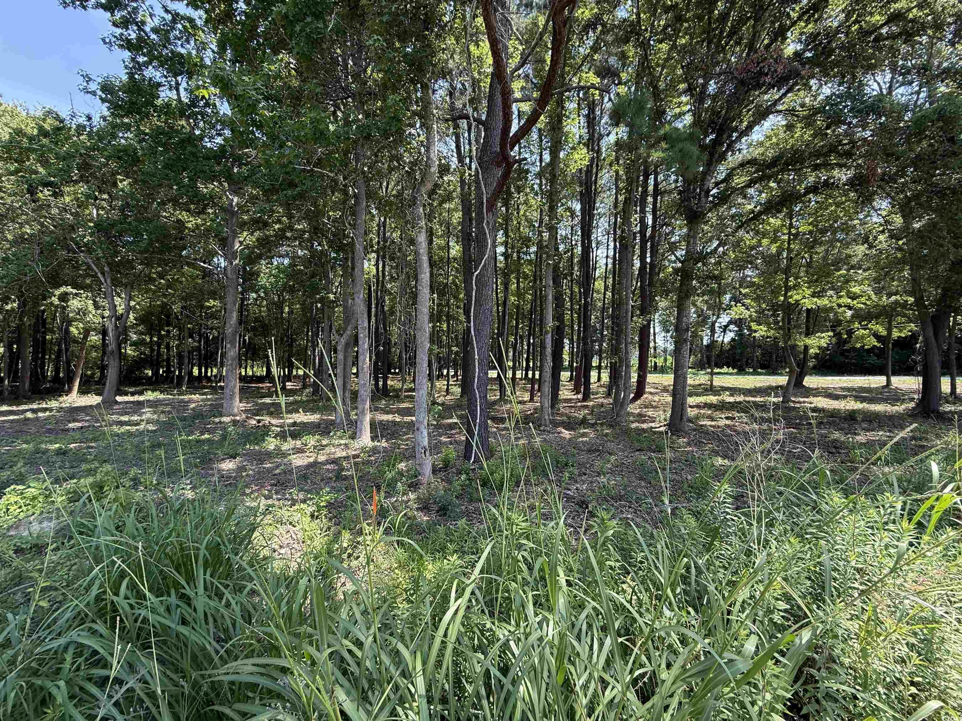 Lot 6 Johnson Shelley Rd., Conway, South Carolina image 6