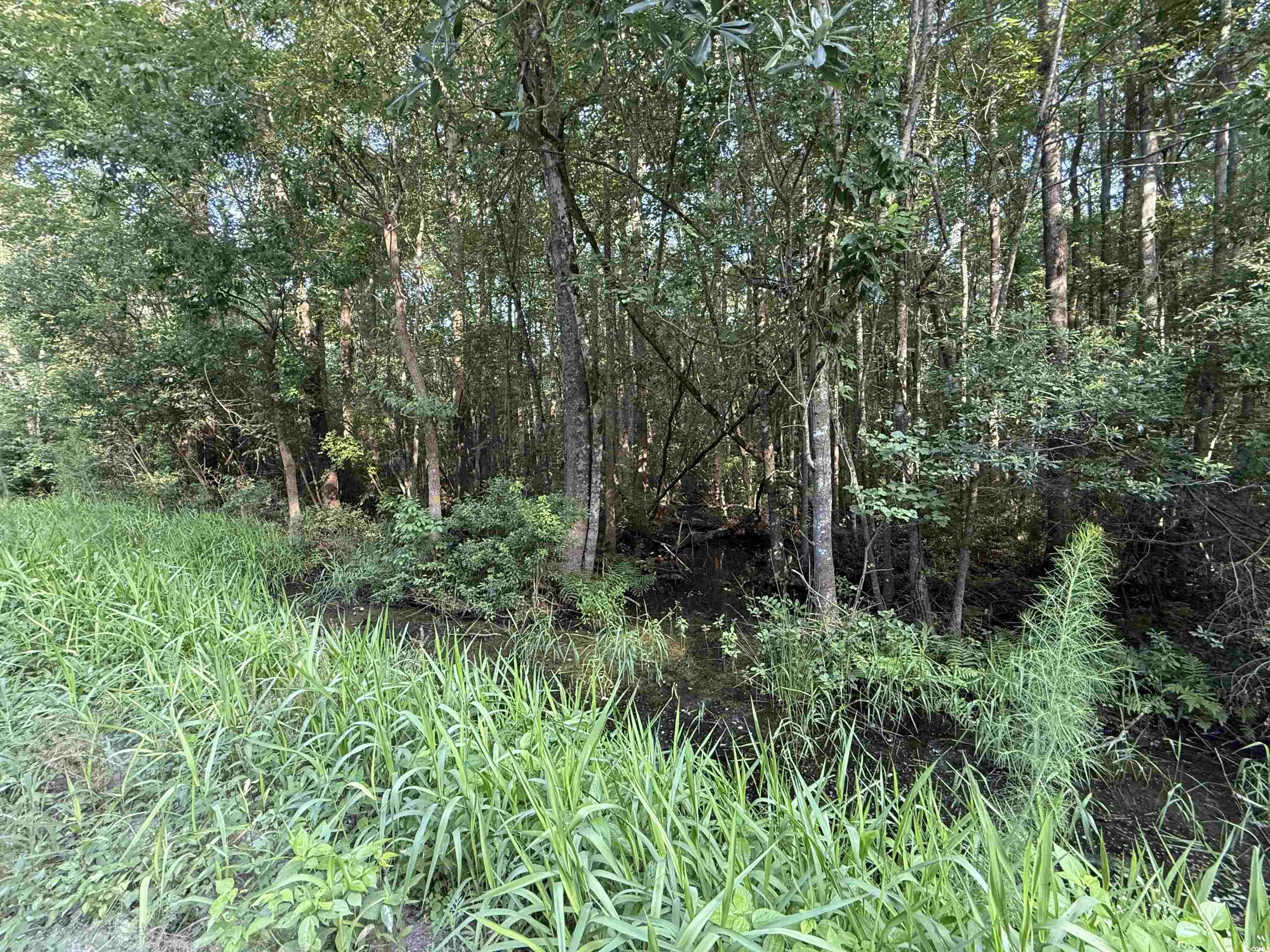 TBD Wolf Pit Bay Rd., Nichols, South Carolina image 3