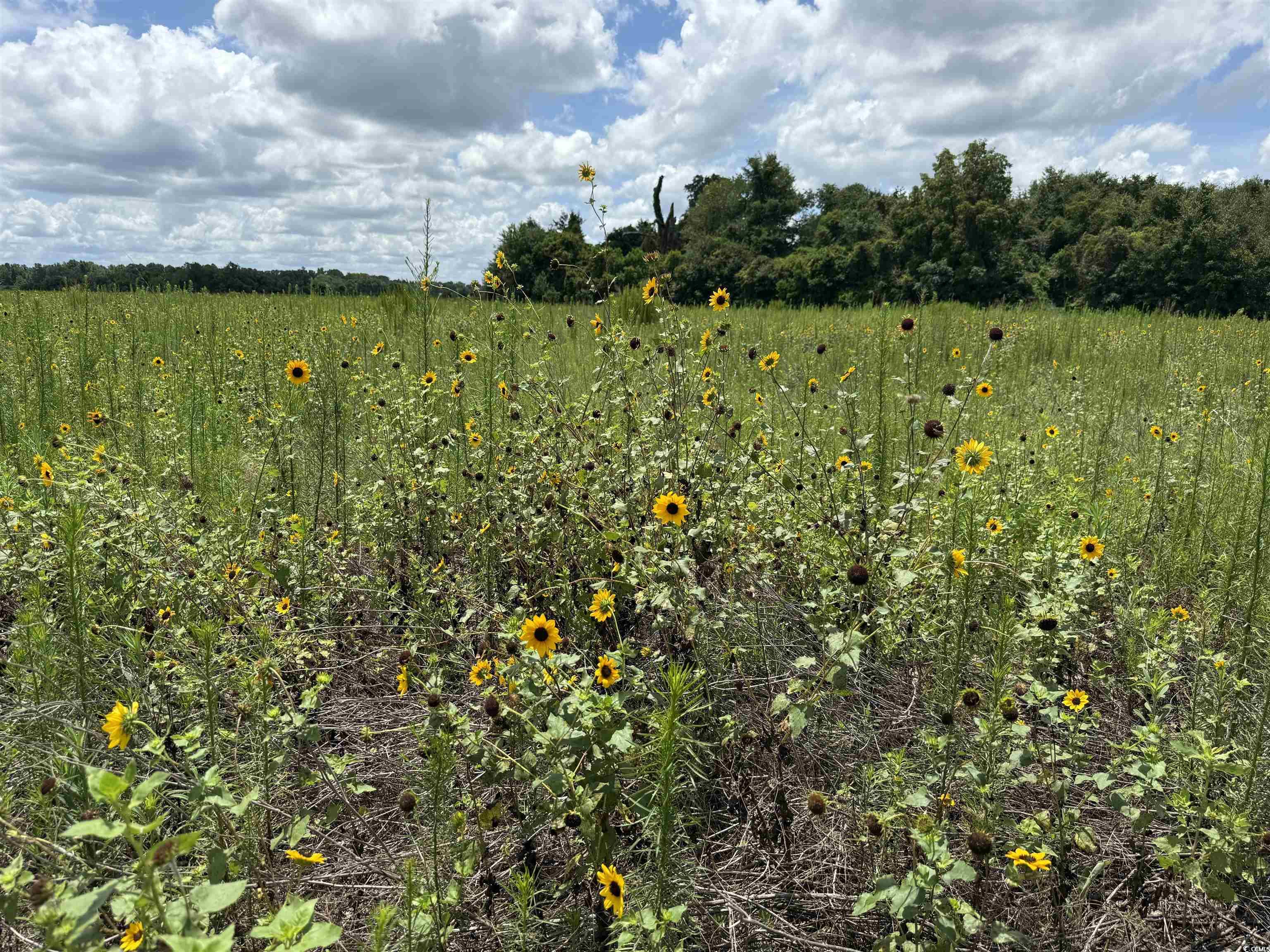 29.63 Acres - Society Hill Rd, Darlington, South Carolina image 3
