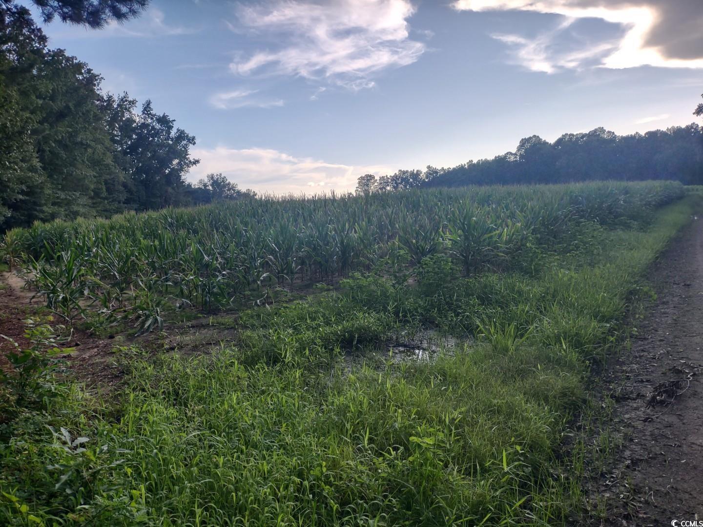 TBD Beaver Rd. Hemingway, SC 29554