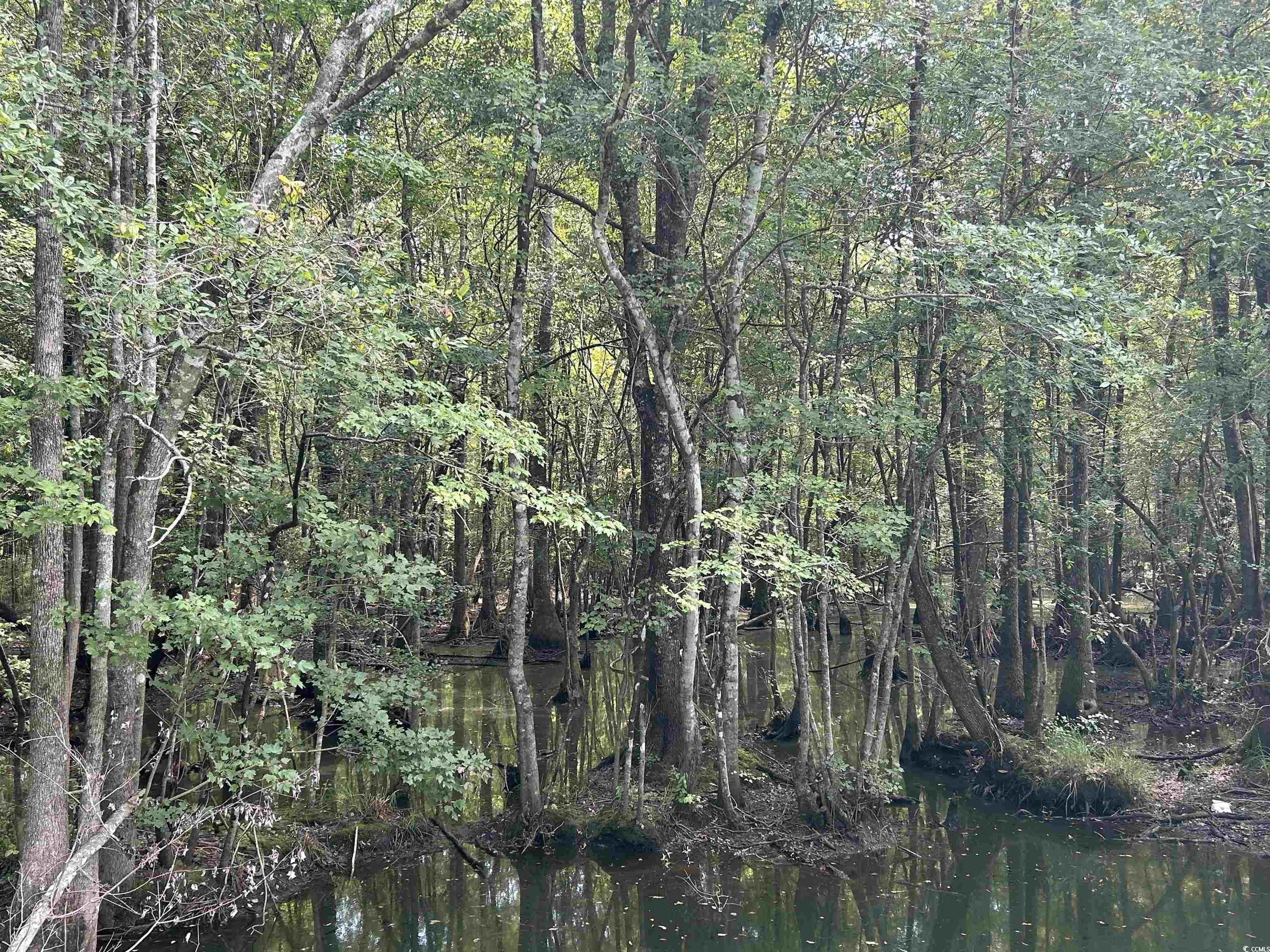 TBD Long Branch Swamp Rd., Green Sea, South Carolina image 22