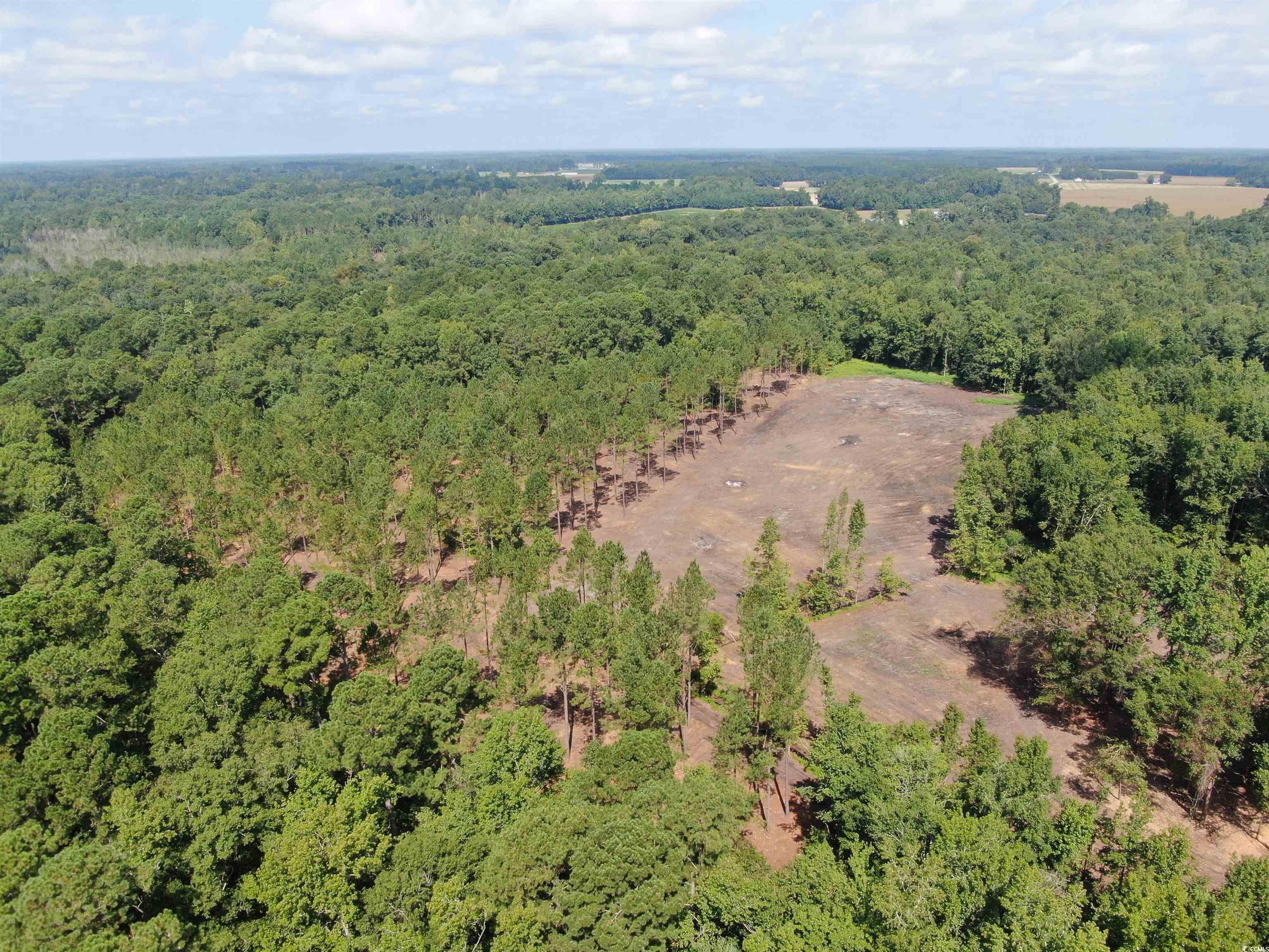 TBD Long Branch Swamp Rd., Green Sea, South Carolina image 8