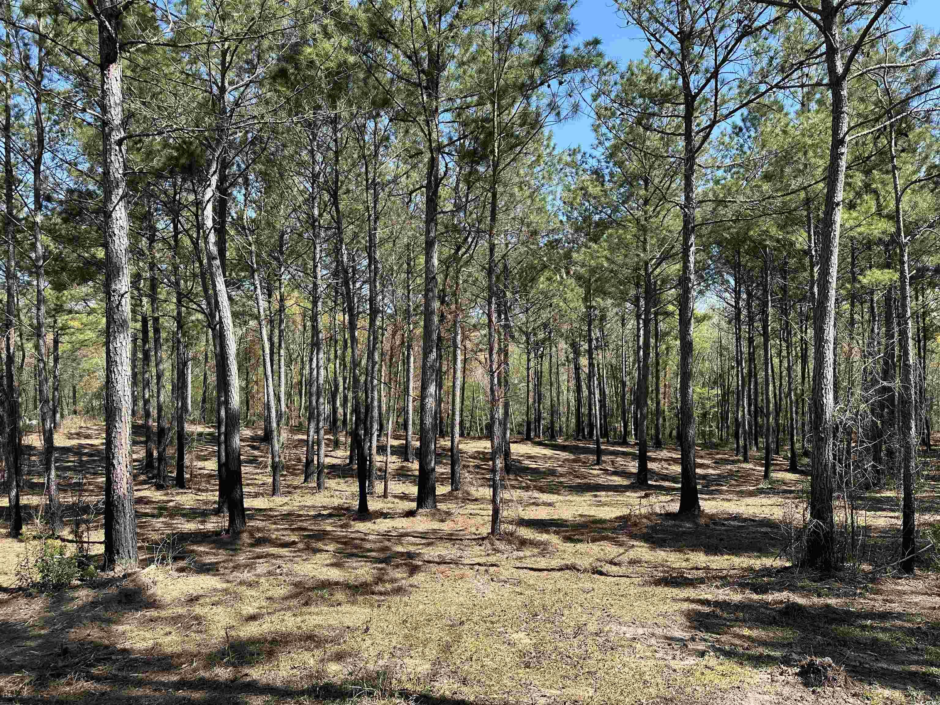 LOT 6 Old Camp Ln. Salters, SC 29590