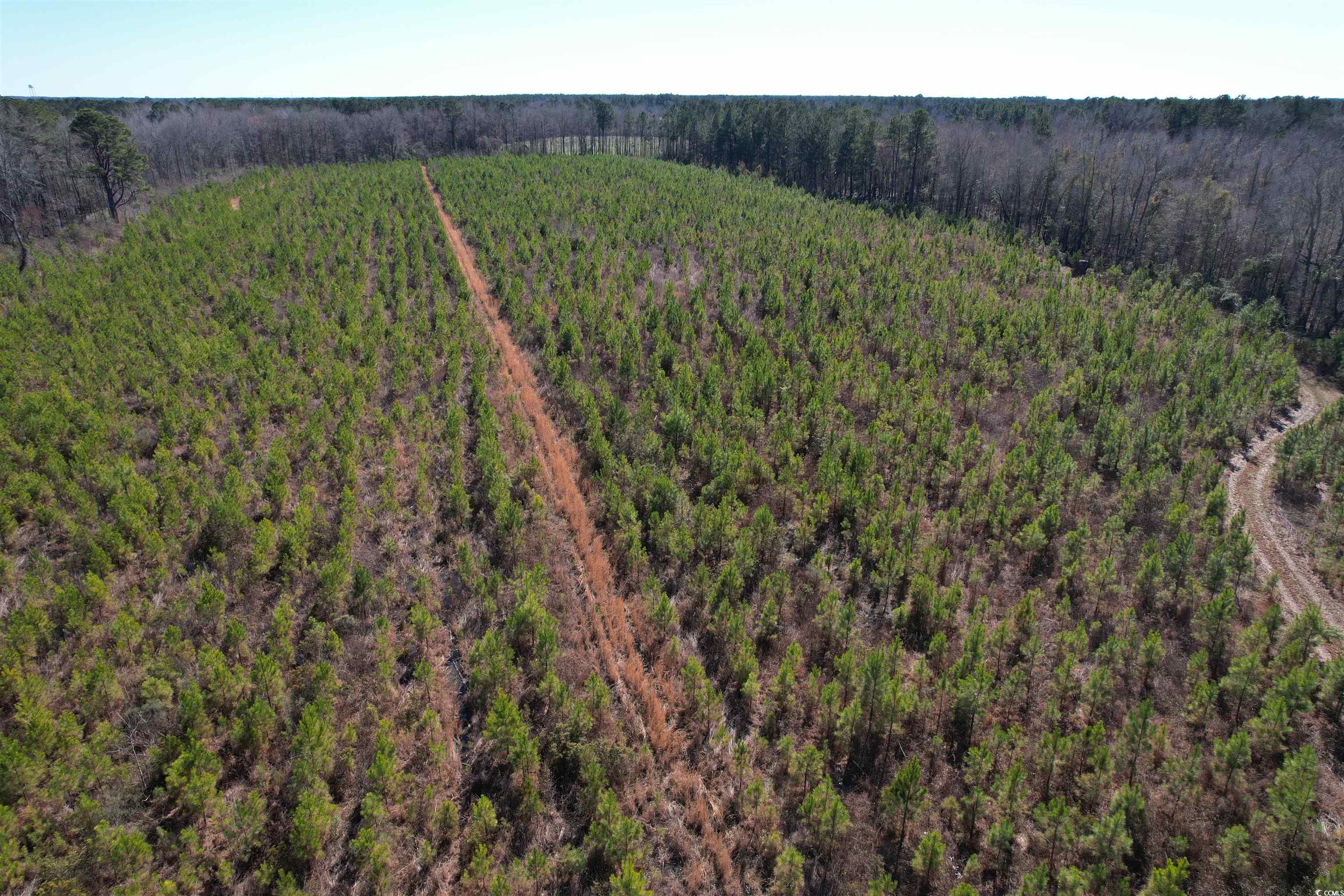 TBD Holliman Rd., Greeleyville, SC 29056