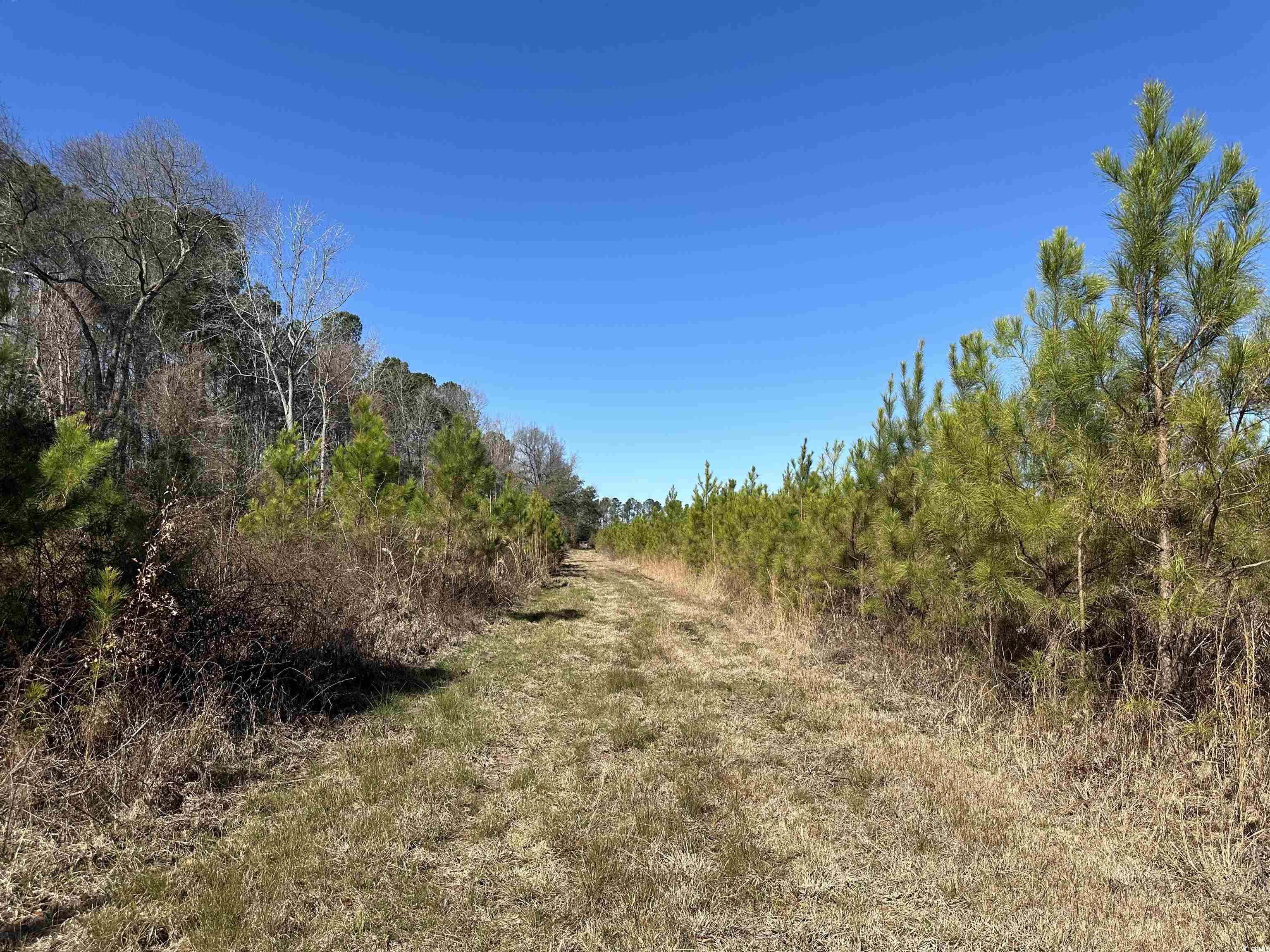 Tract A Holliman Rd. Greeleyville, SC 29056