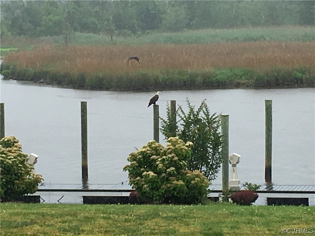 Eagle on dock piling!