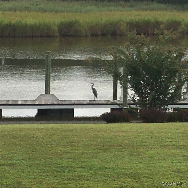 Heron on the dock!