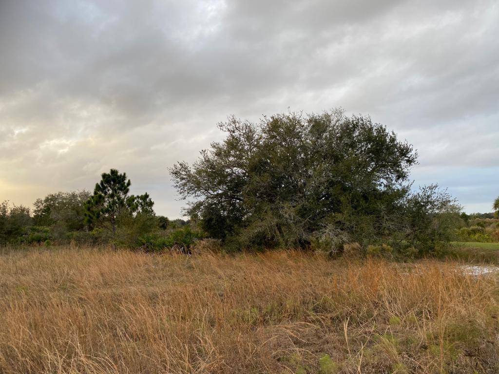 The Southern Colonization