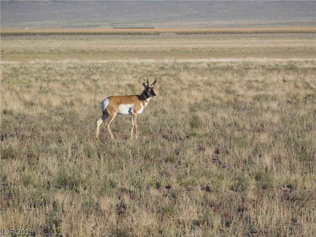 Antelope on Lincoln Estates.