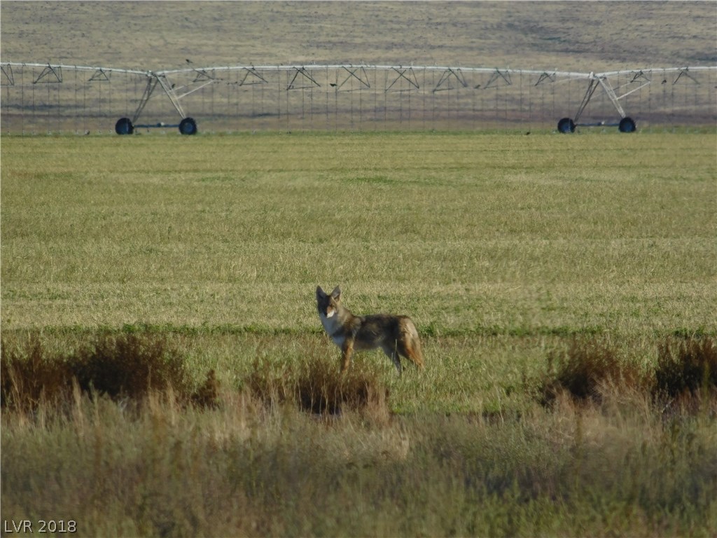 Coyote on neighbor's irrigated field.