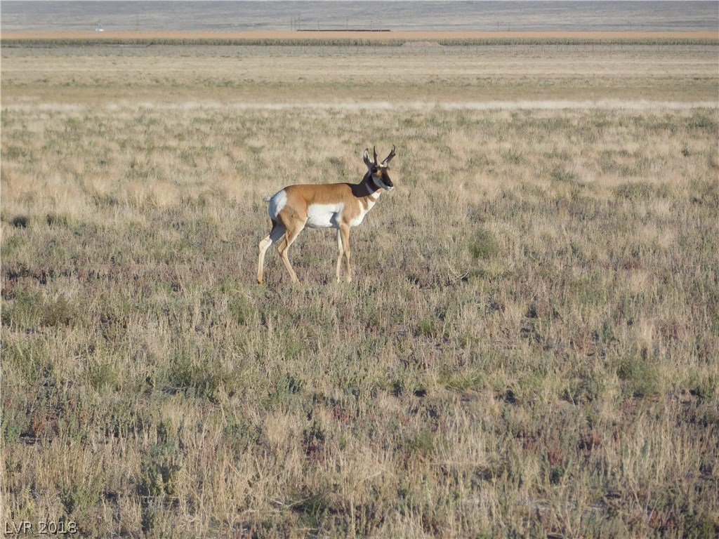 Antelope on Lincoln Estates.