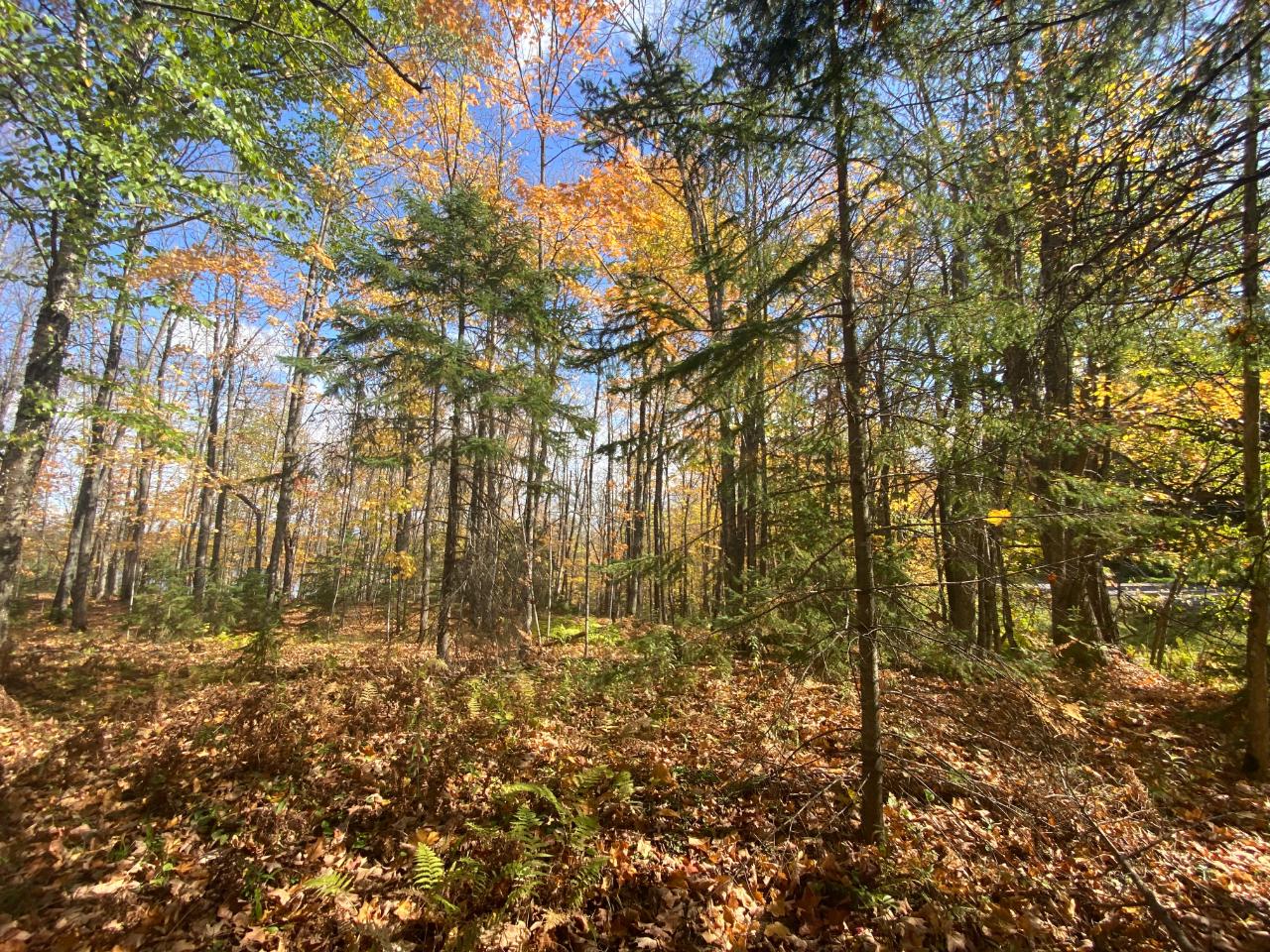 Picture 5 - Little Horsehead Lake Property 204155