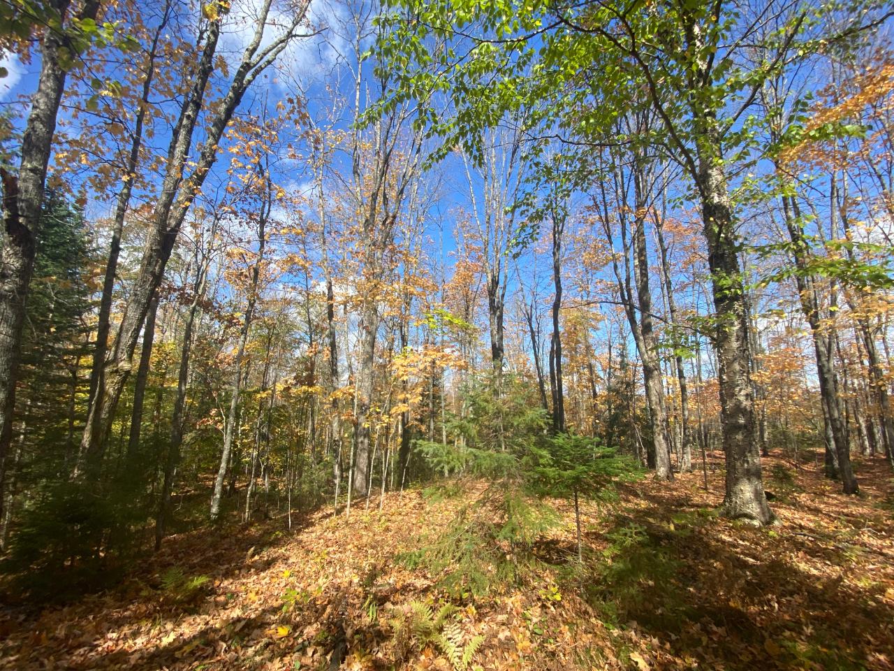 Picture 4 - Little Horsehead Lake Property 204155