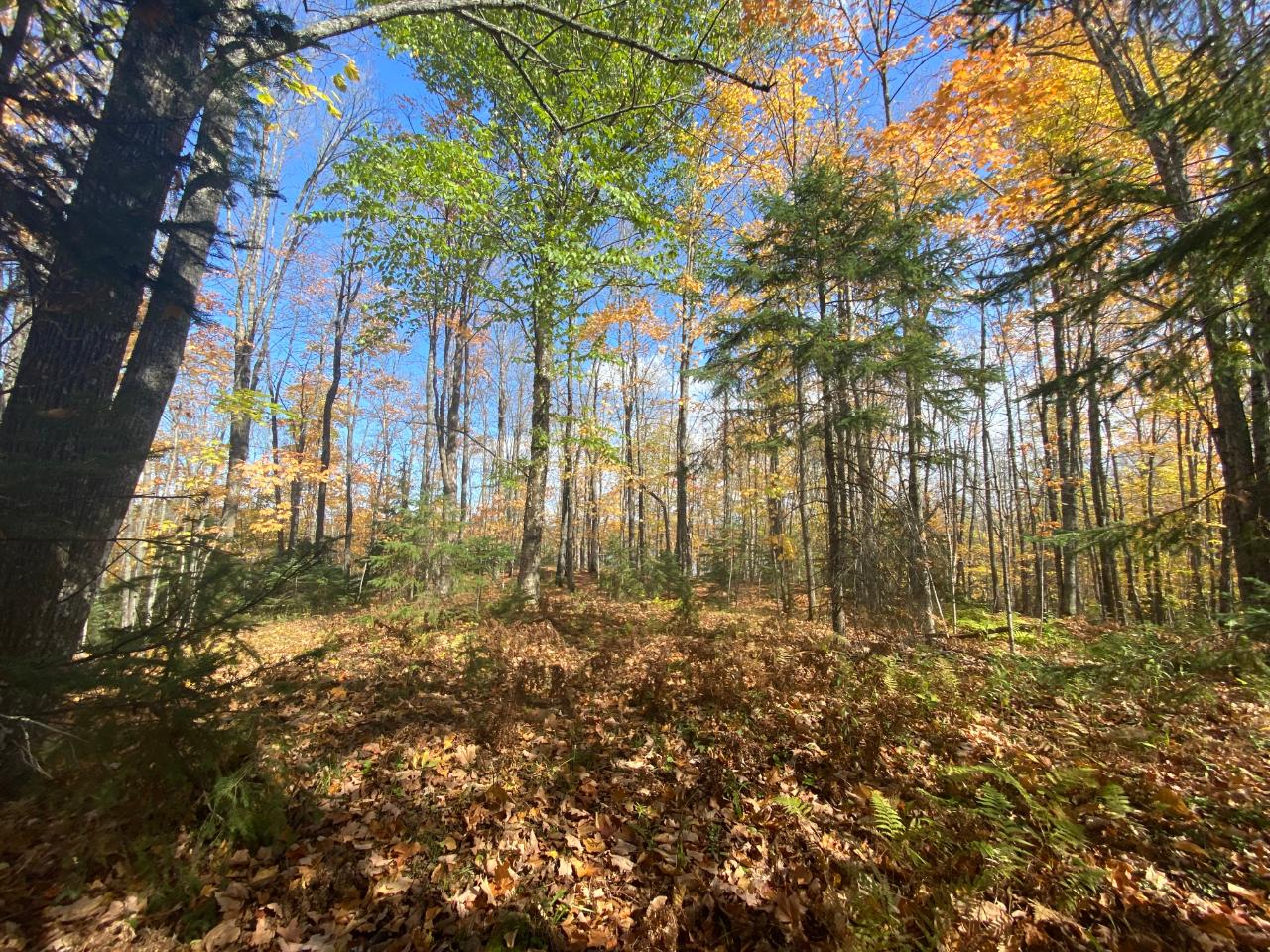 Picture 2 - Little Horsehead Lake Property 204155