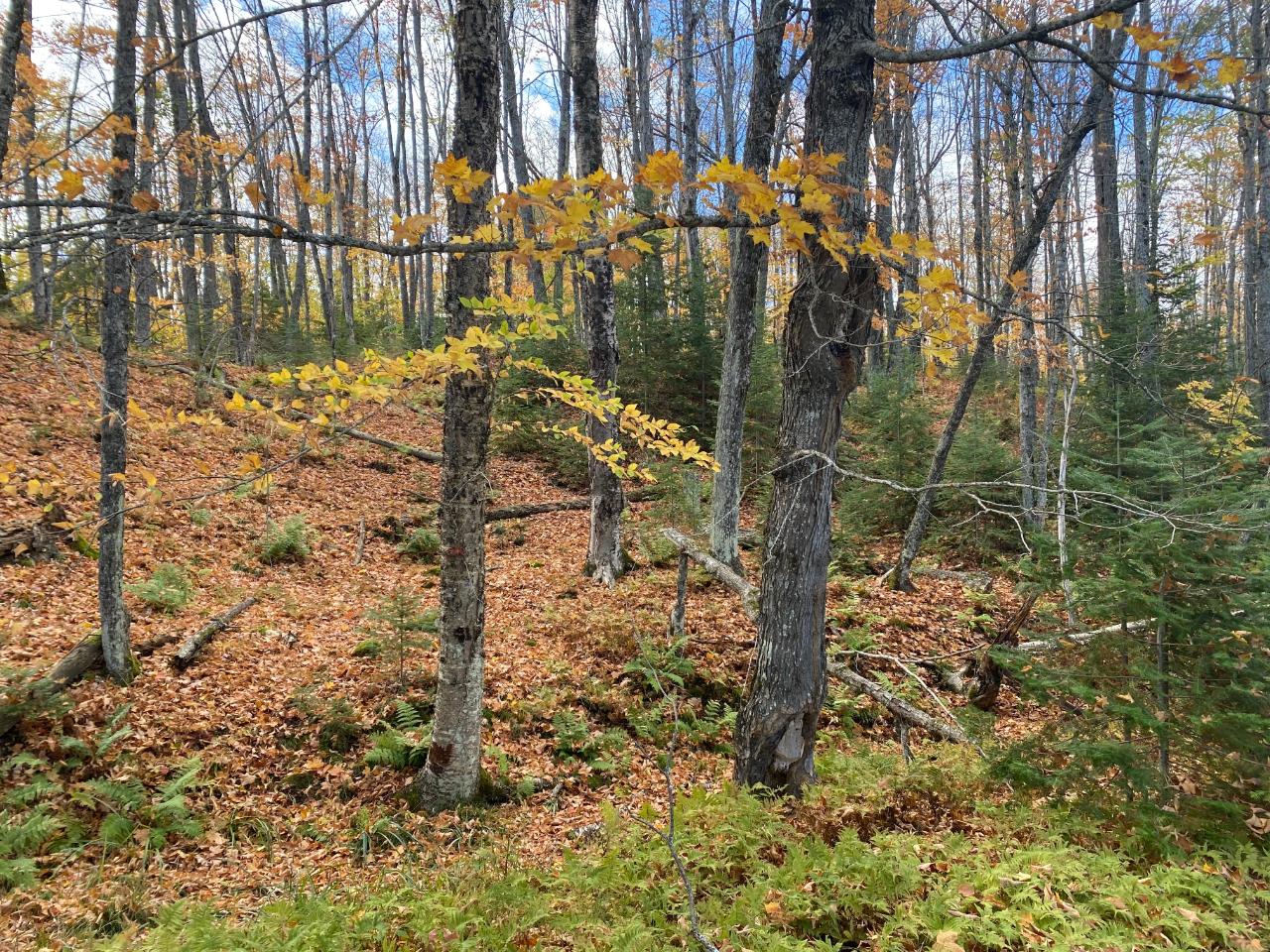 Picture 9 - Little Horsehead Lake Property 204155