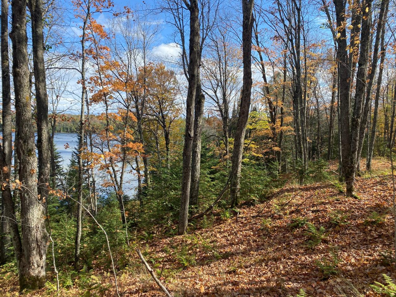 Picture 7 - Little Horsehead Lake Property 204155