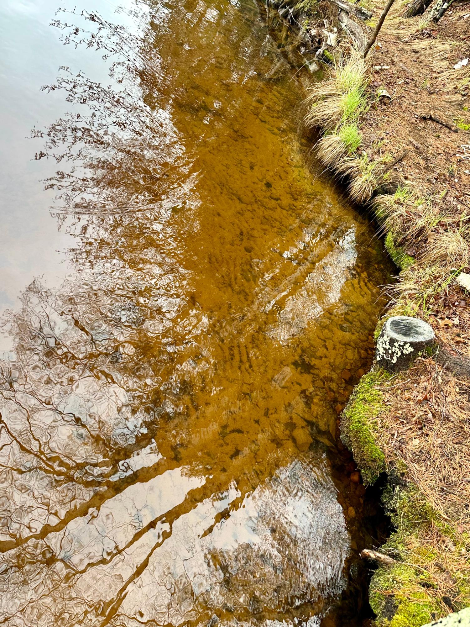 Picture 8 - McCormick Lake Property 206662