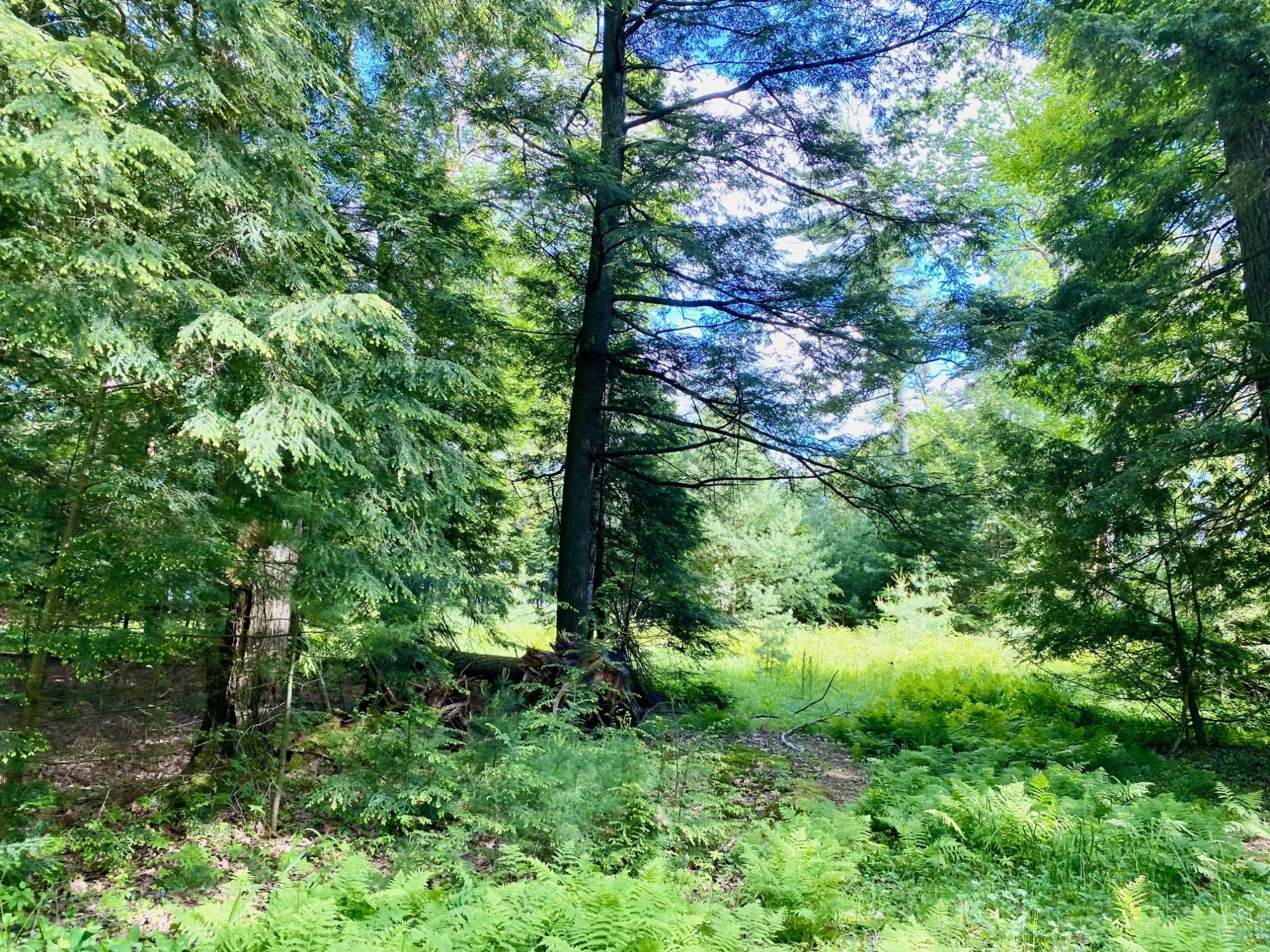 Picture 20 - Pelican Lake Property 207406