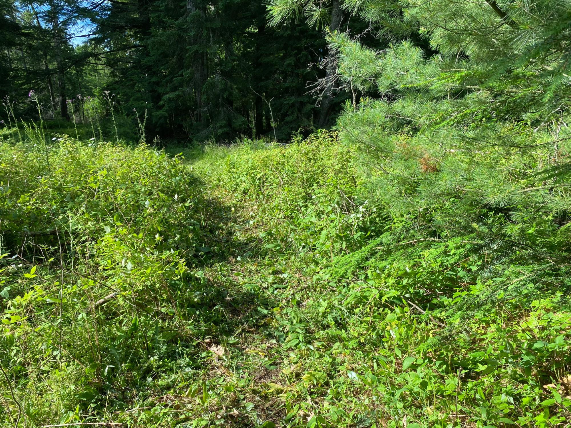 Picture 18 - Pelican Lake Property 207406