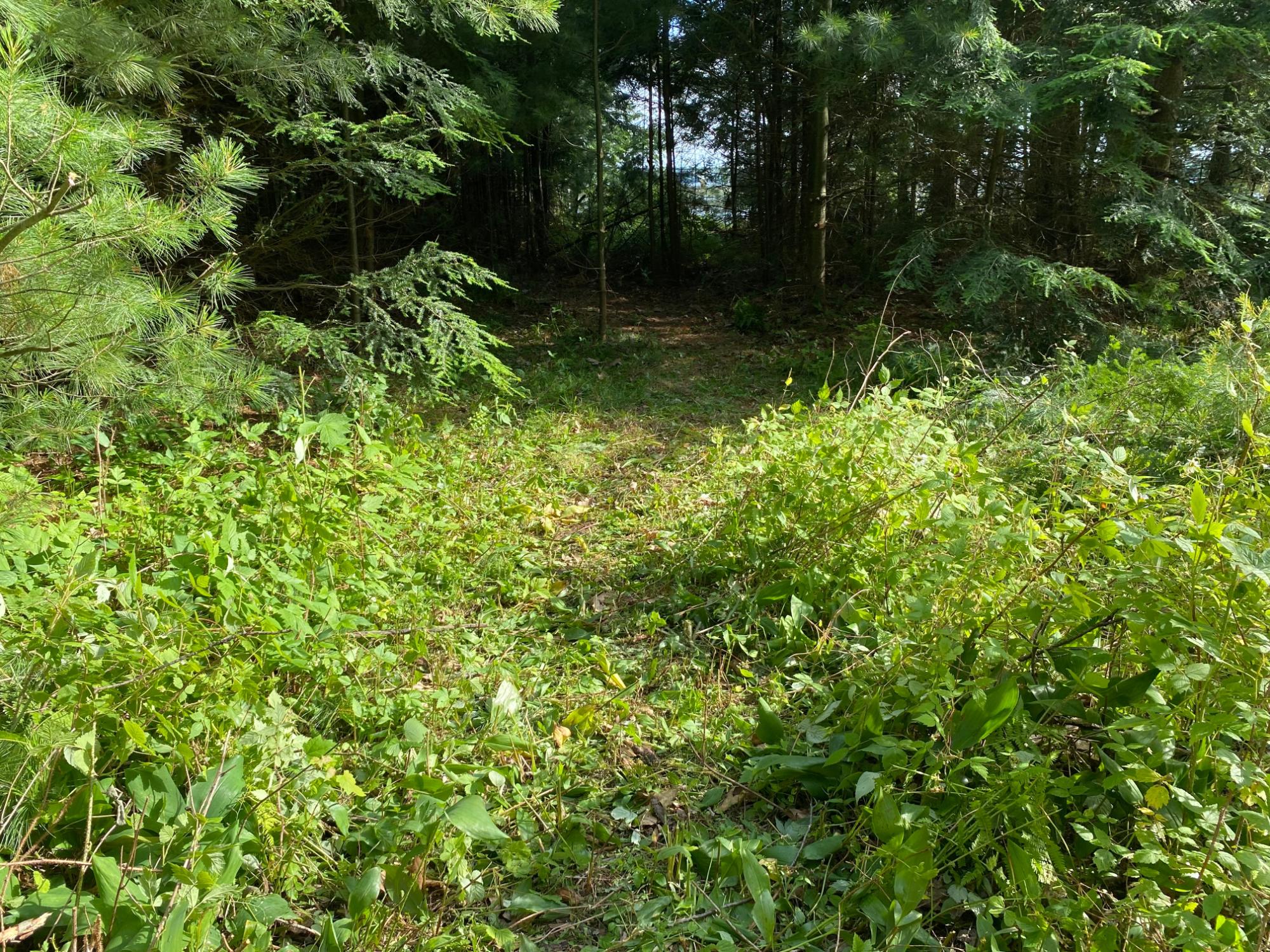 Picture 16 - Pelican Lake Property 207406