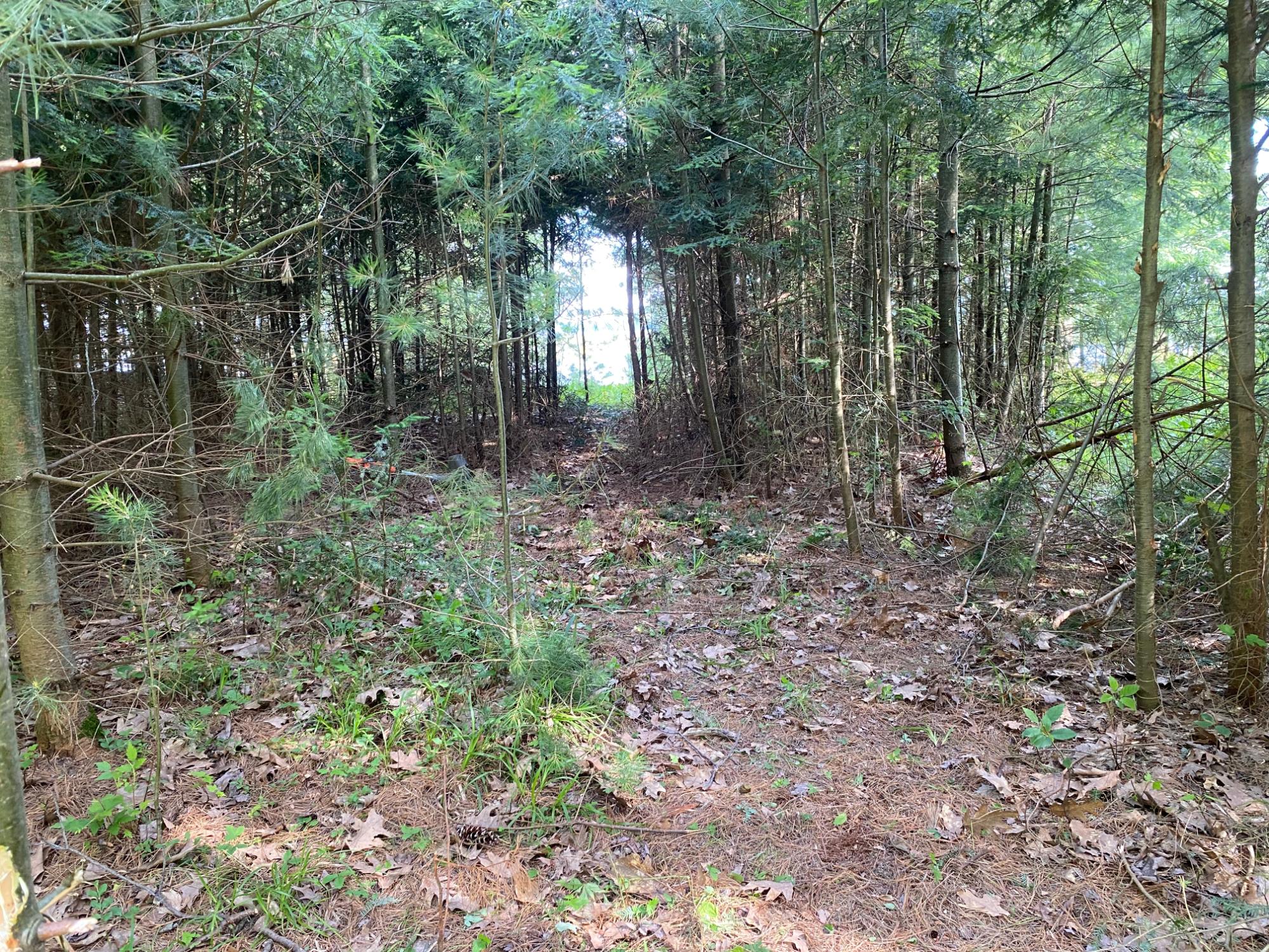 Picture 15 - Pelican Lake Property 207406