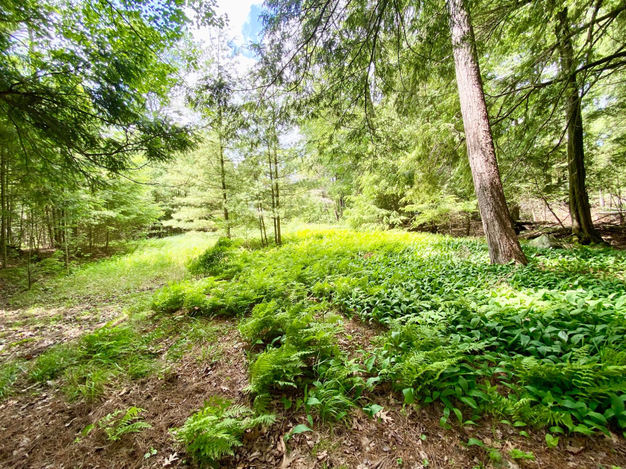 Picture 9 - Pelican Lake Property 207406