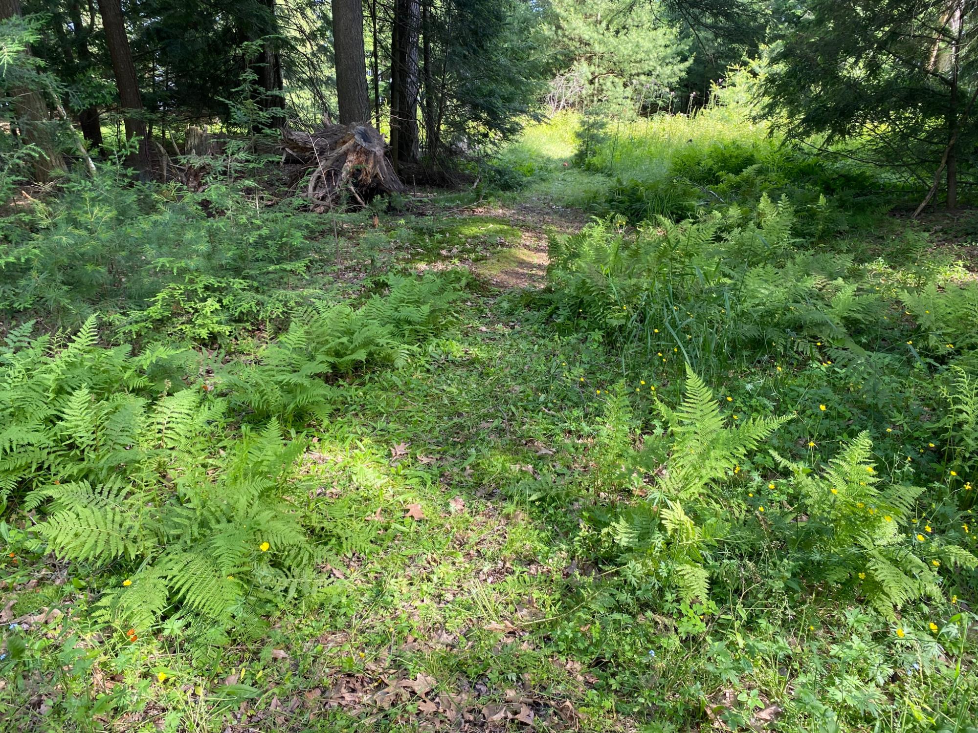 Picture 3 - Pelican Lake Property 207406