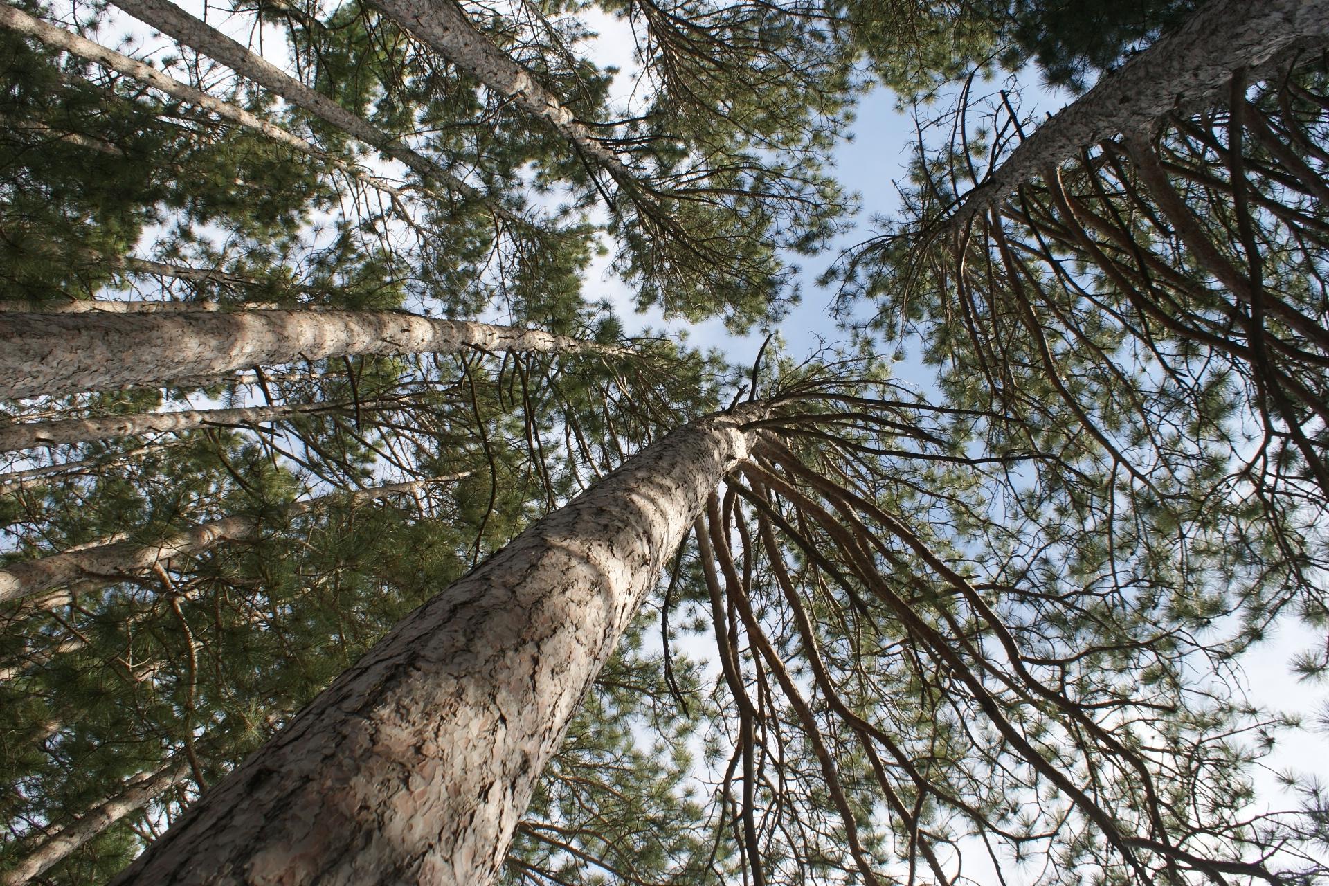 Picture 8 - Fishtrap Lake Property 208266