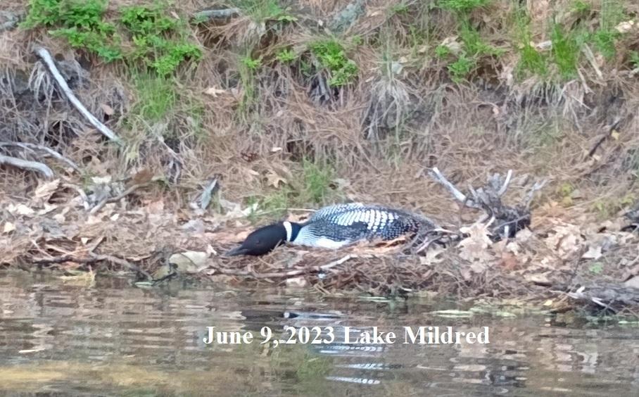 Picture 2 - Lake Mildred Property 208341