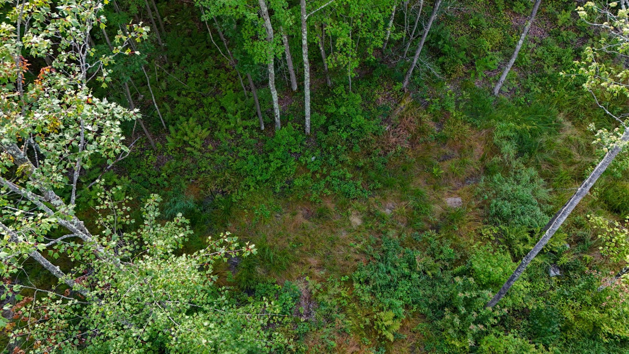 Picture 6 - Shishebogama Lake Property 208695