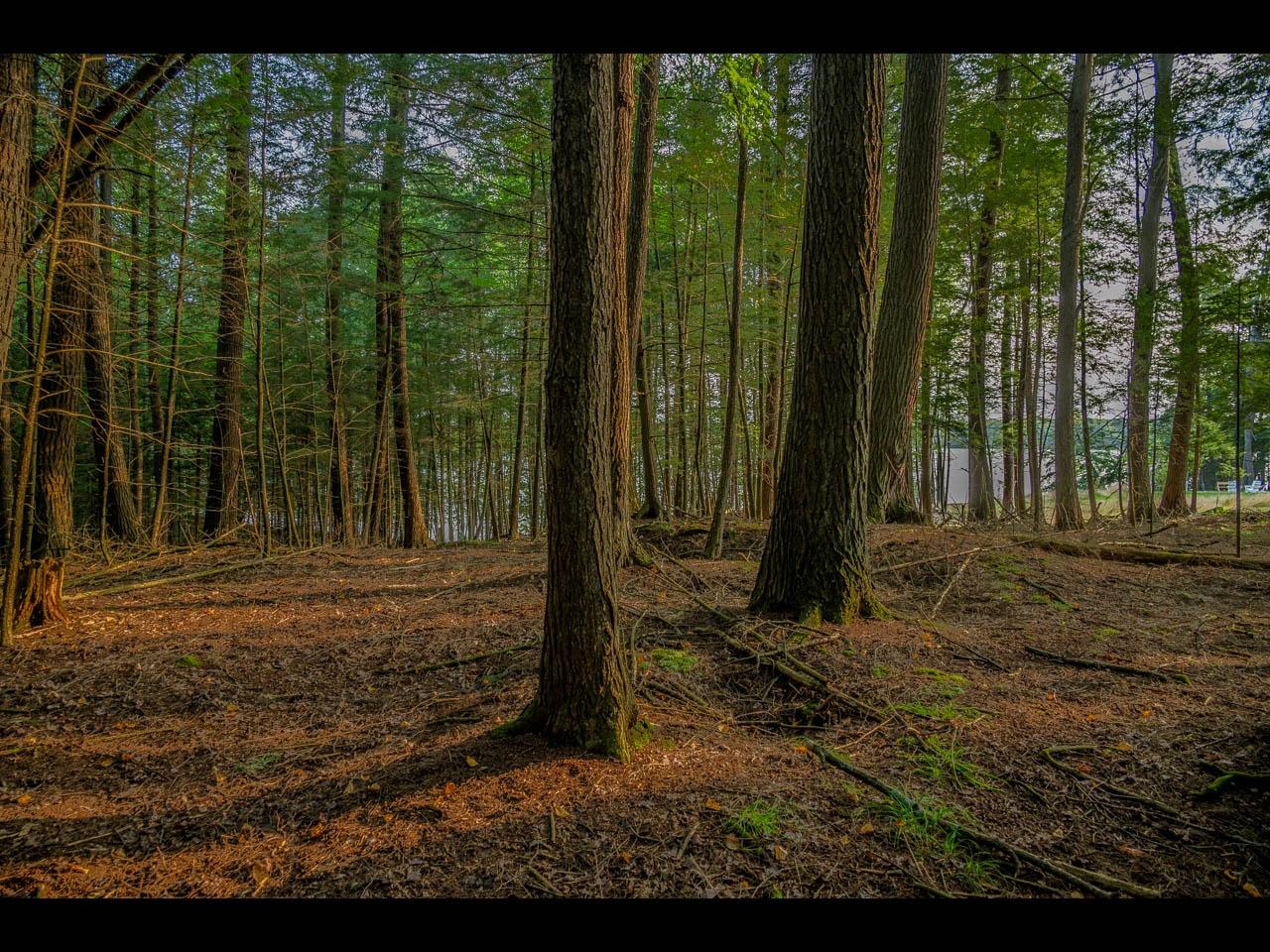 Picture 16 - Two Sisters Lake Property 208983