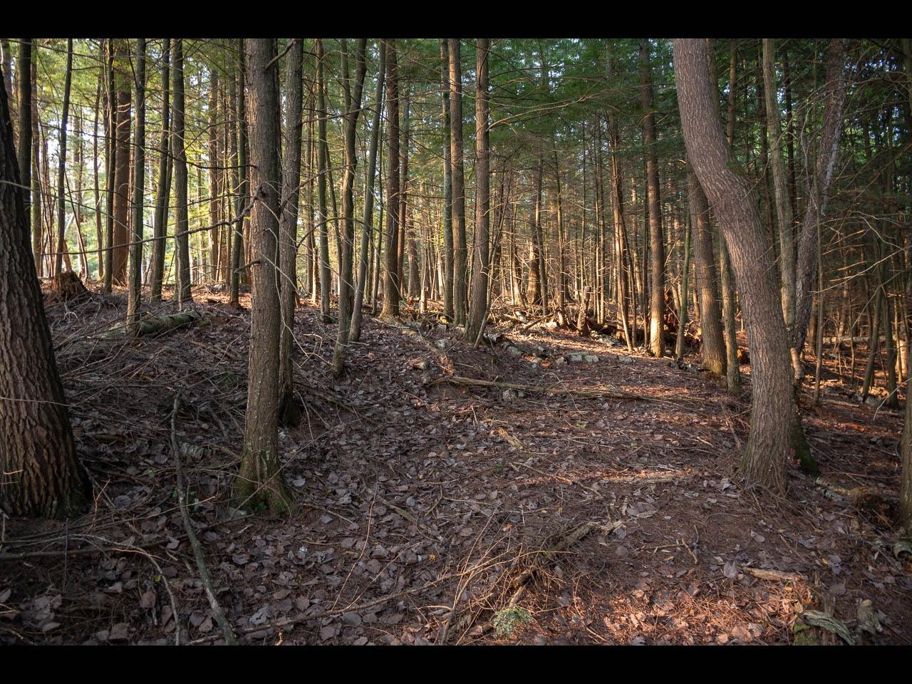 Picture 8 - Two Sisters Lake Property 208983
