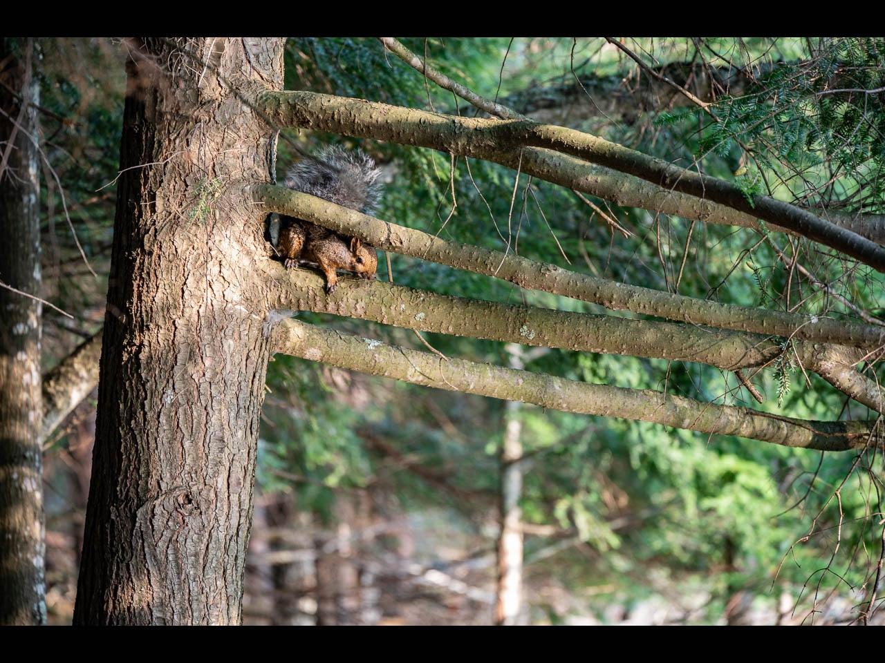 Picture 7 - Two Sisters Lake Property 208983