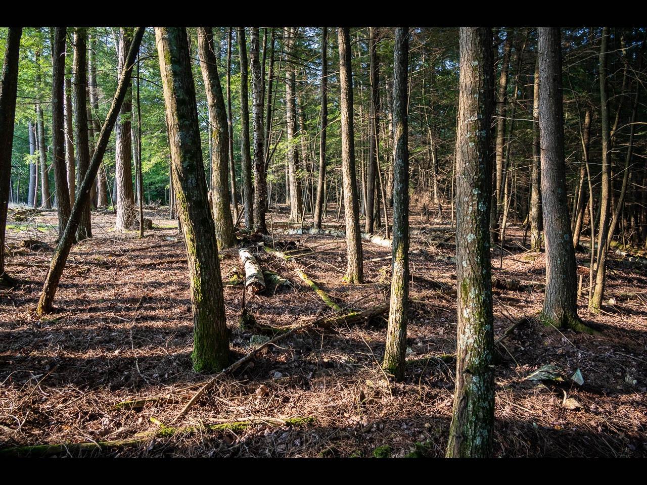 Picture 2 - Two Sisters Lake Property 208983